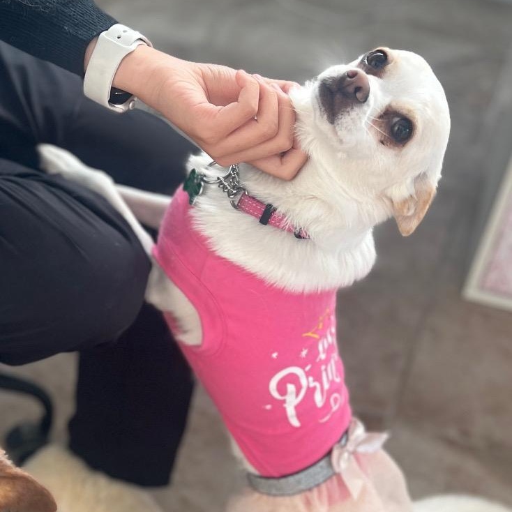 Lexi, Adoptable, Adult Female Chihuahua.