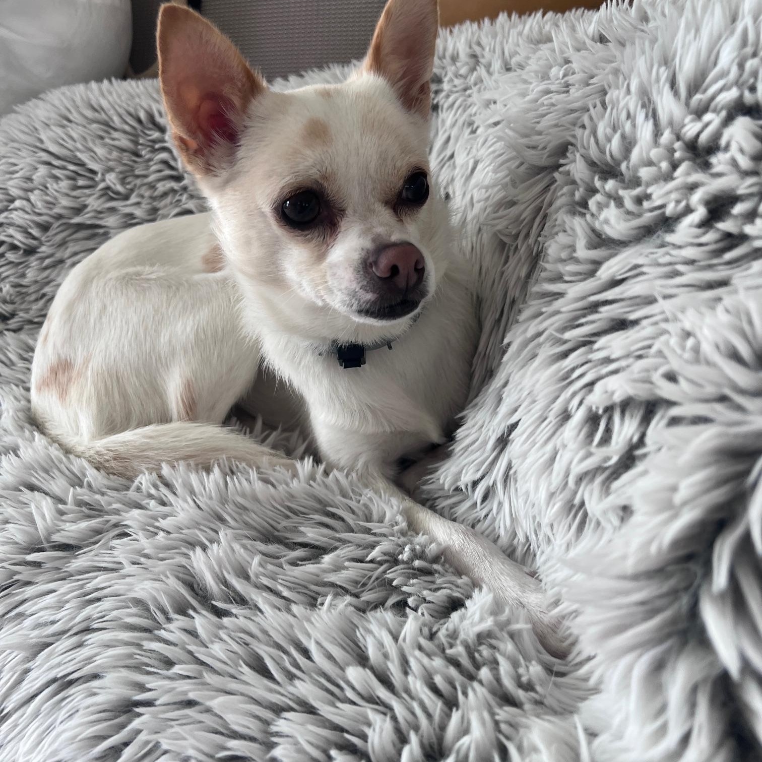 Enlarge Lexi, a Adoptable mixed breed in Fremont, CA image 3/6