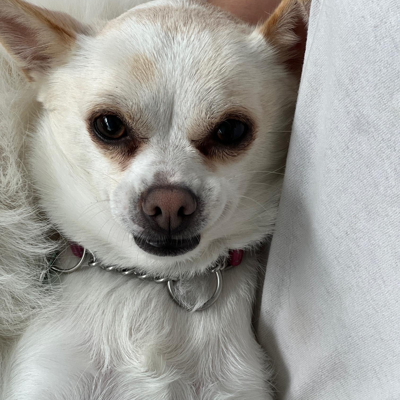 Enlarge Lexi, a Adoptable mixed breed in Fremont, CA image 4/6