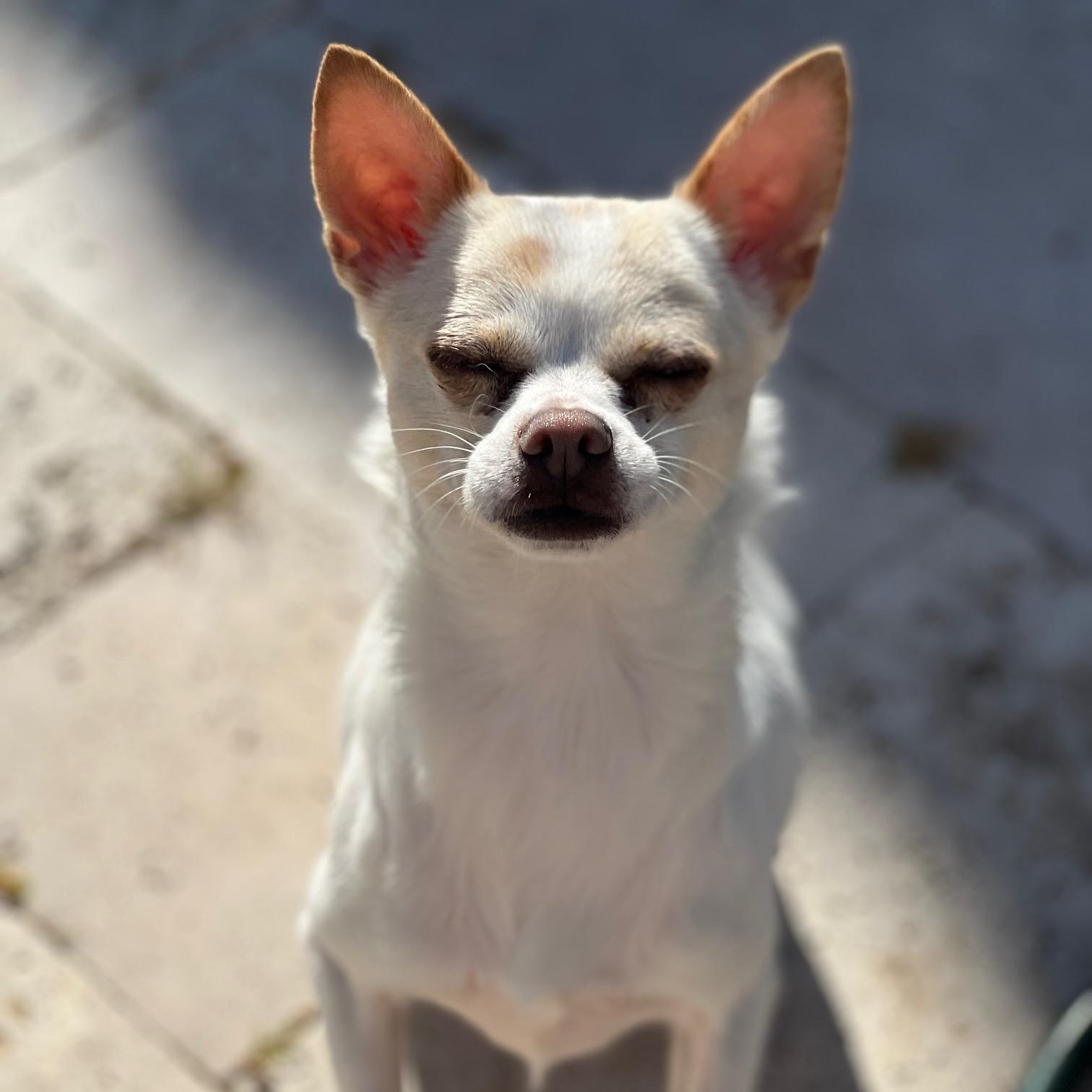 Enlarge Lexi, a Adoptable mixed breed in Fremont, CA image 3/6