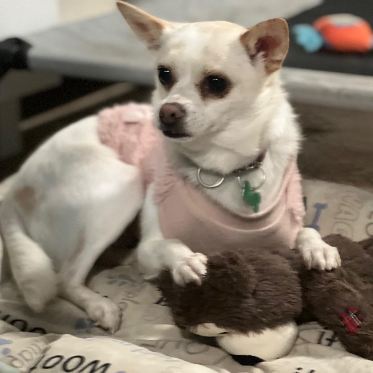 Lexi, Adoptable, Adult Female Chihuahua.