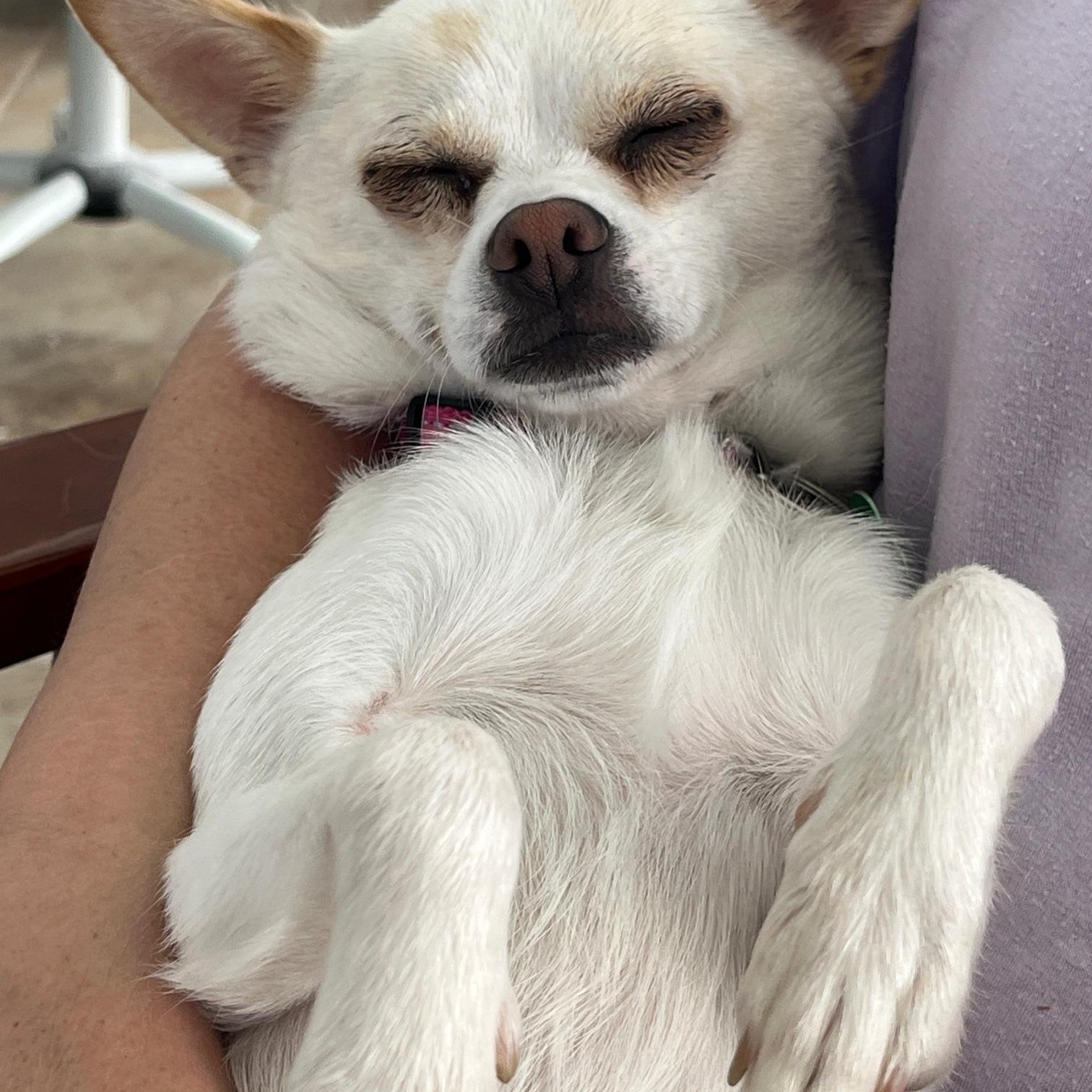 Enlarge Lexi, a Adoptable mixed breed in Fremont, CA image 2/6