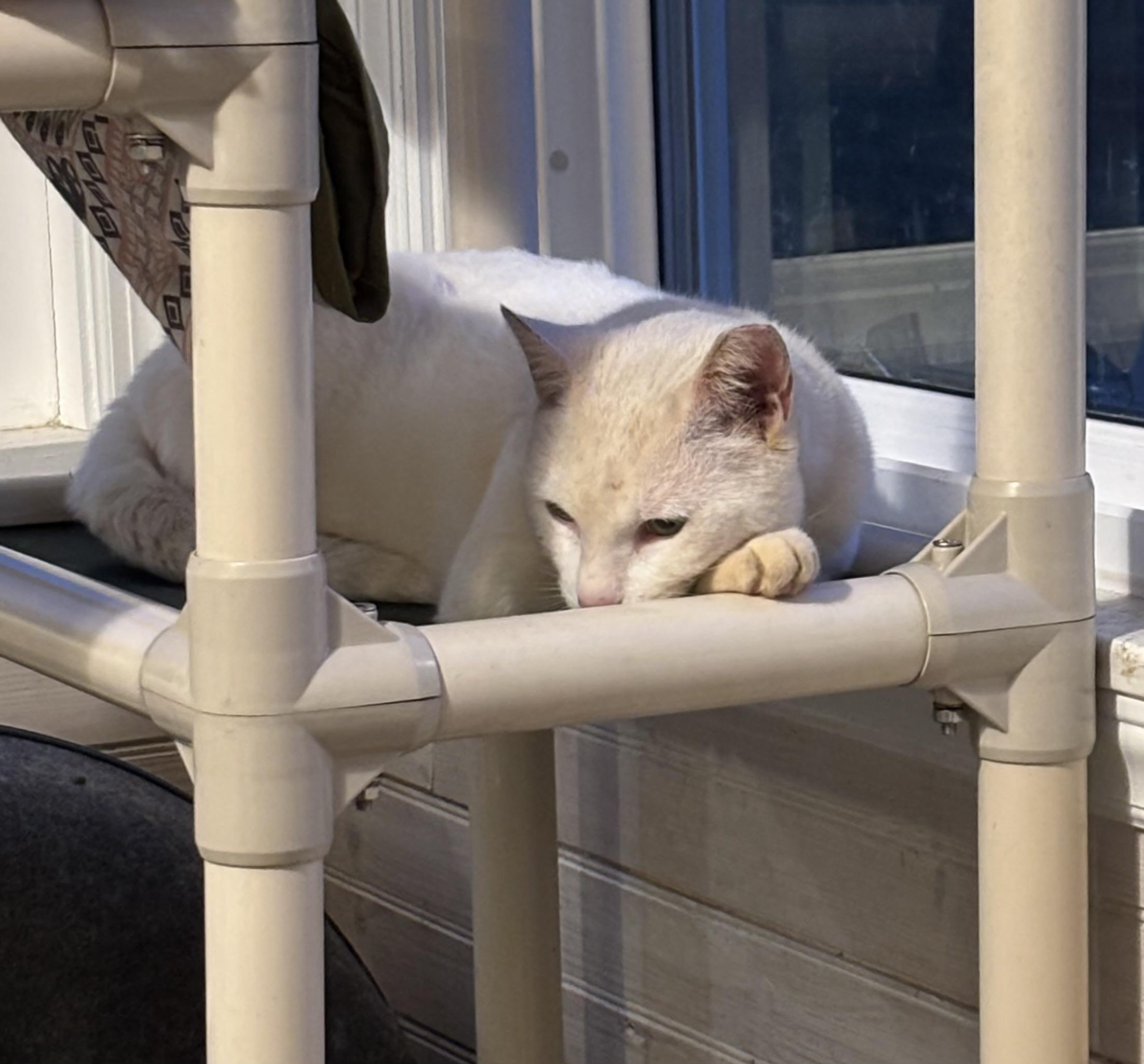 Enlarge Henry (pse), a ADOPTABLE Domestic Short Hair in Simpsonville, SC image 3/5