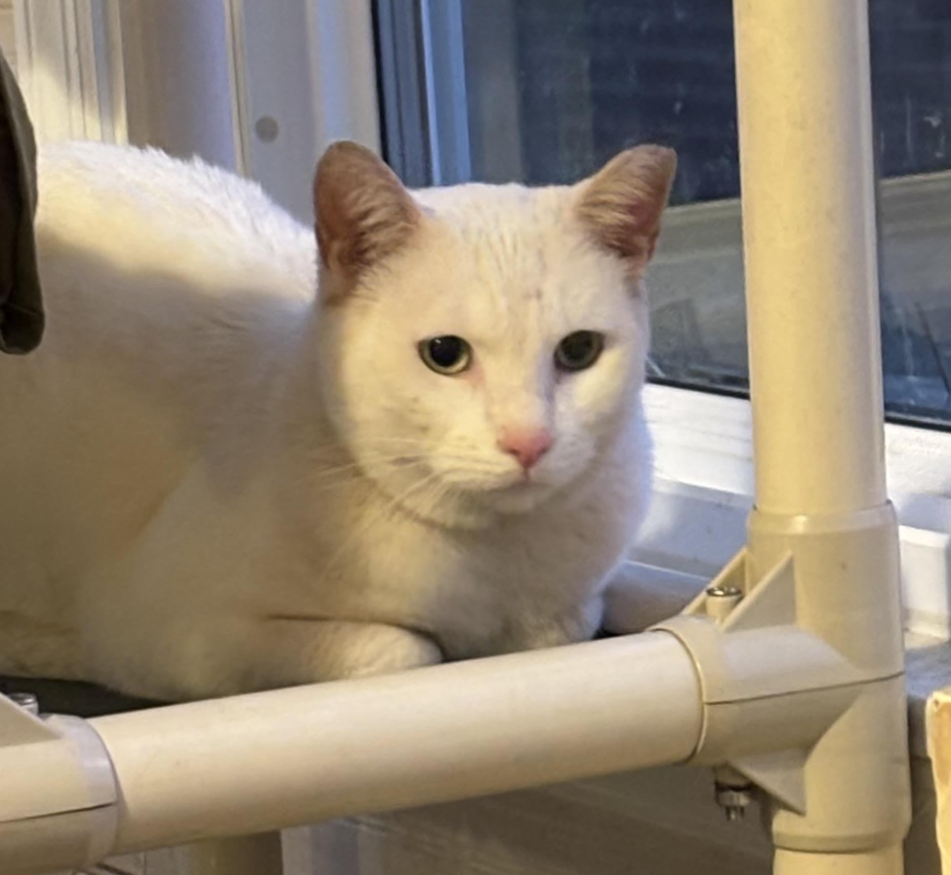 Enlarge Henry (pse), a ADOPTABLE Domestic Short Hair in Simpsonville, SC image 4/5