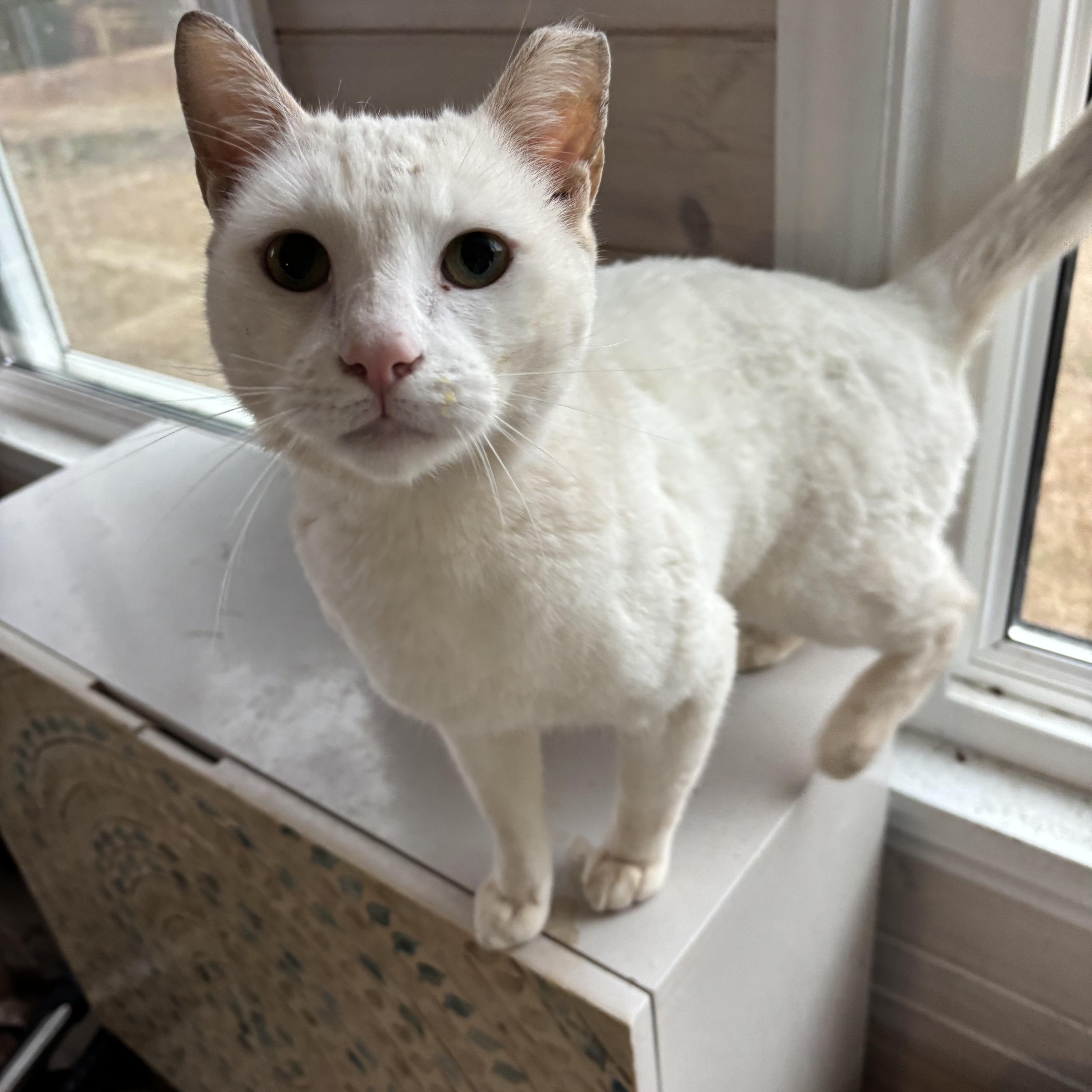 Enlarge Henry (pse), a ADOPTABLE Domestic Short Hair in Simpsonville, SC image 2/5