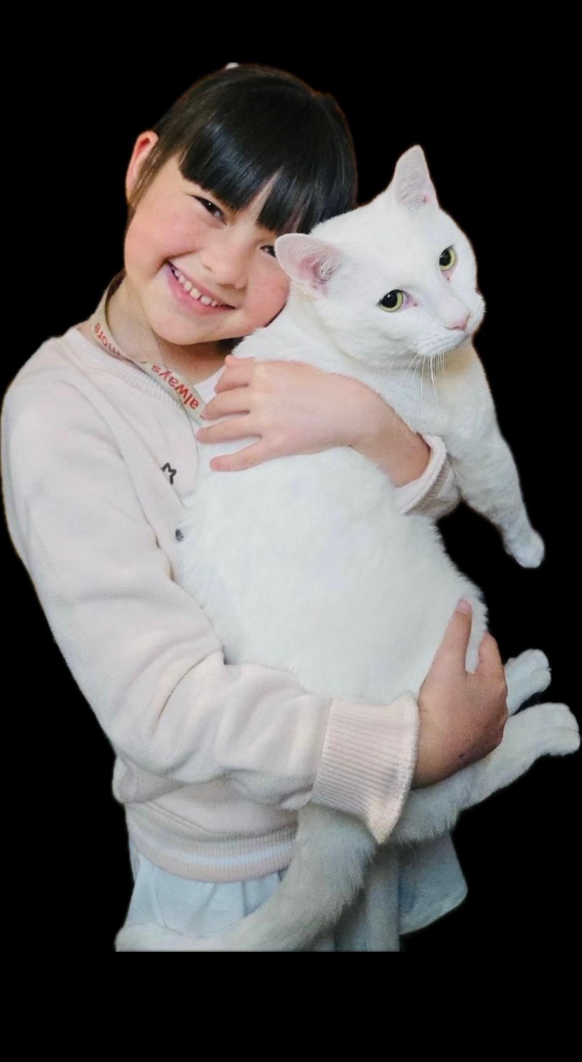 Enlarge Henry (pse), a ADOPTABLE Domestic Short Hair in Simpsonville, SC image 5/5