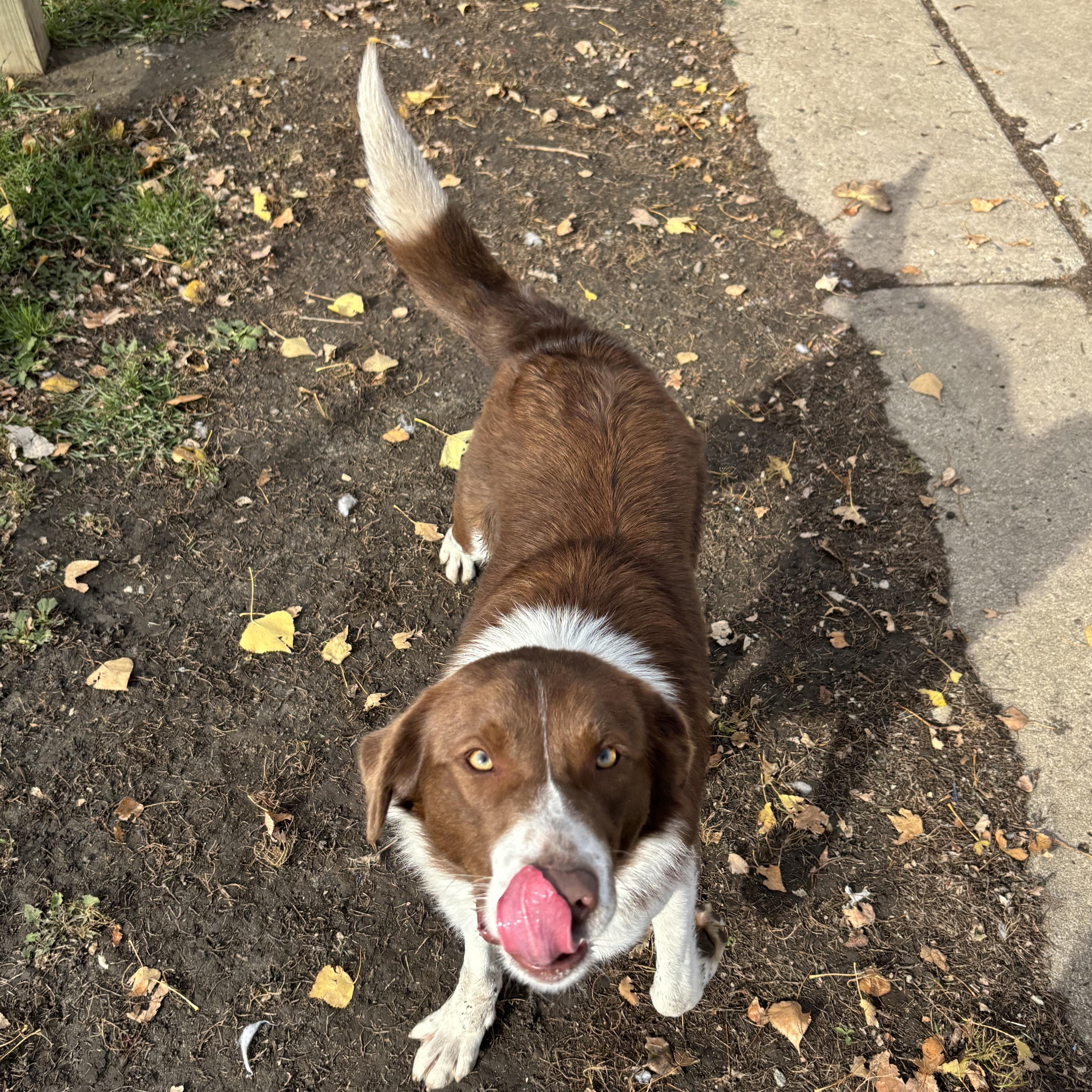 Enlarge Kasper *BONDED W/ KARMA, a Adoptable mixed breed in Jamestown, ND image 2/3