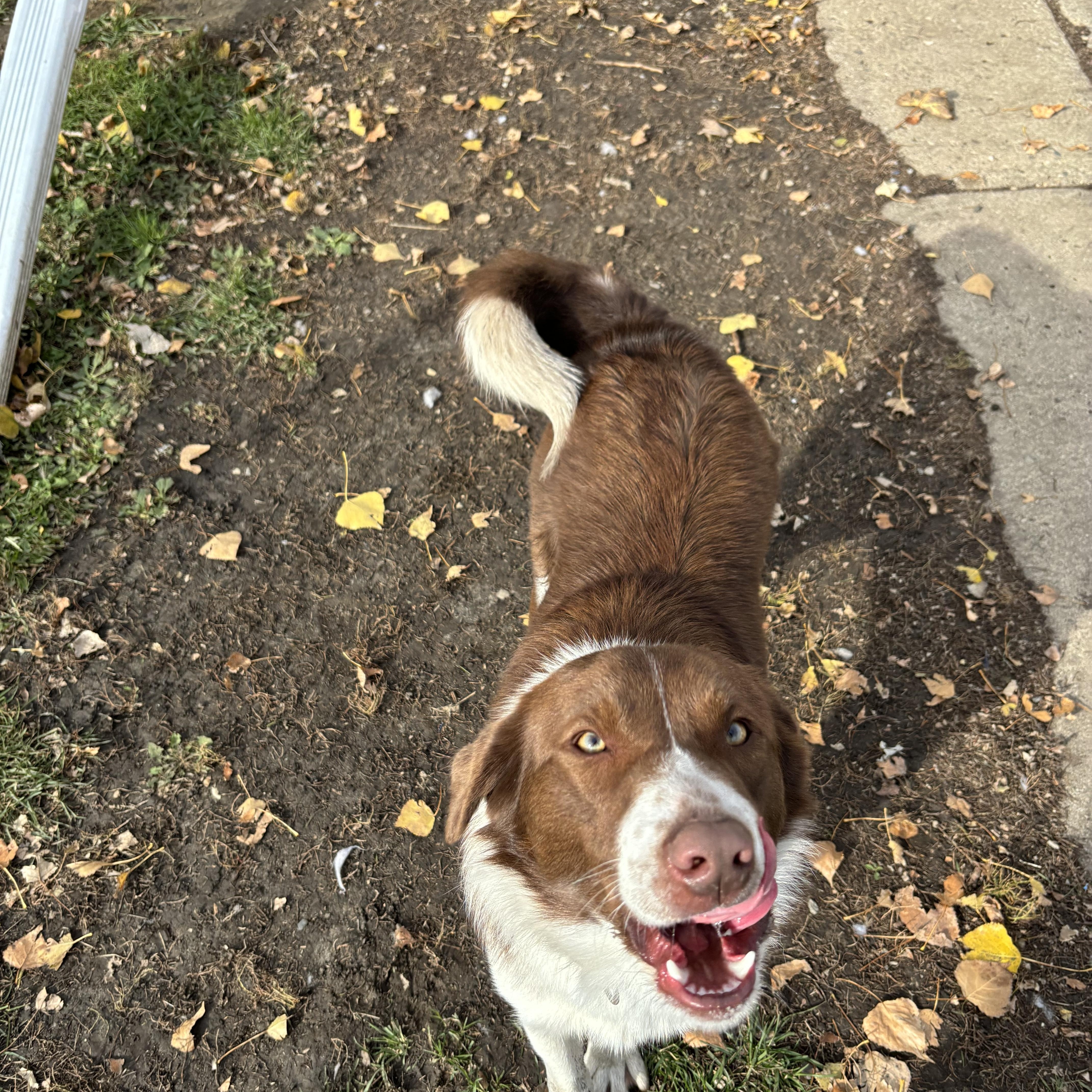 Kasper *BONDED W/ KARMA