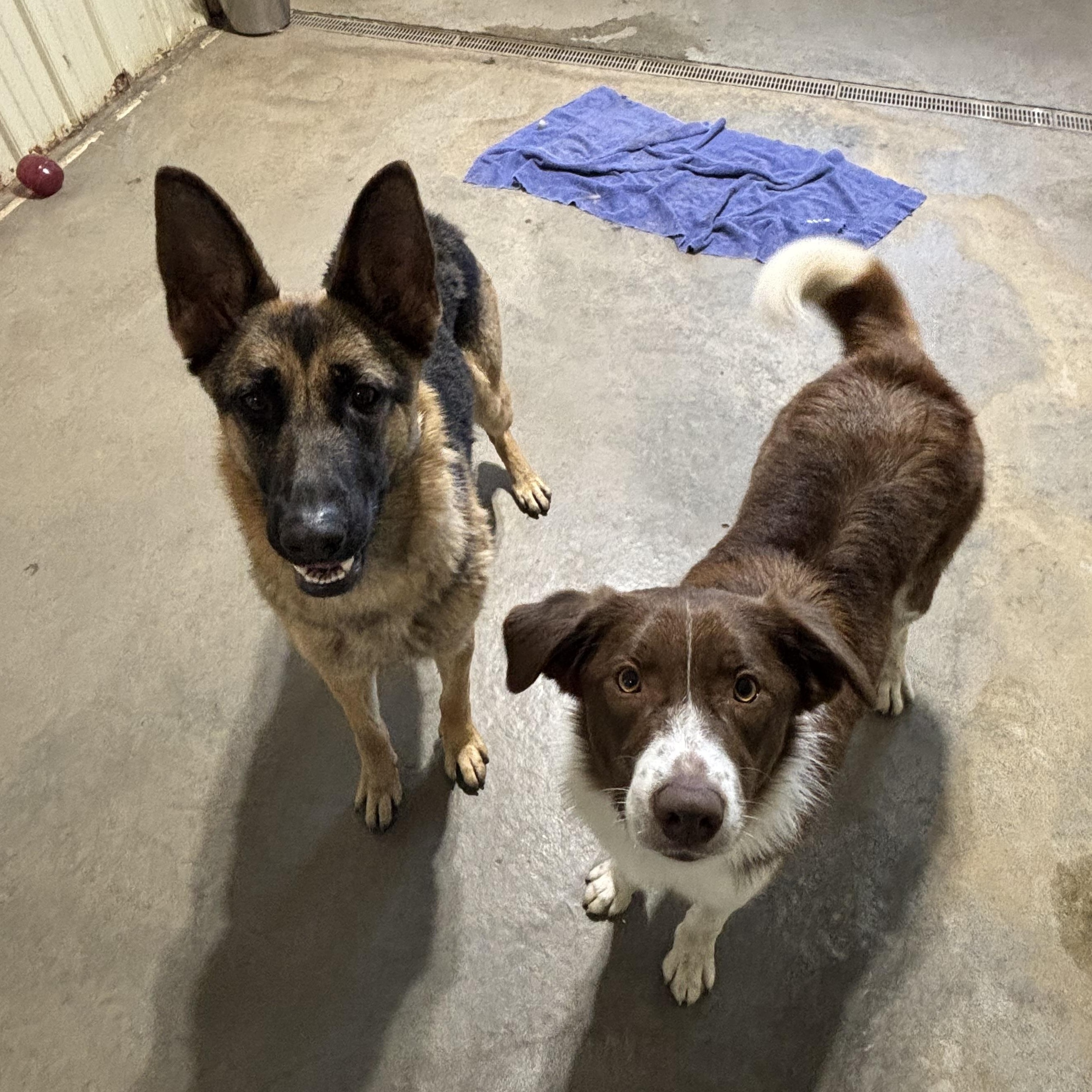 Enlarge Kasper *BONDED W/ KARMA, a Adoptable mixed breed in Jamestown, ND image 1/5