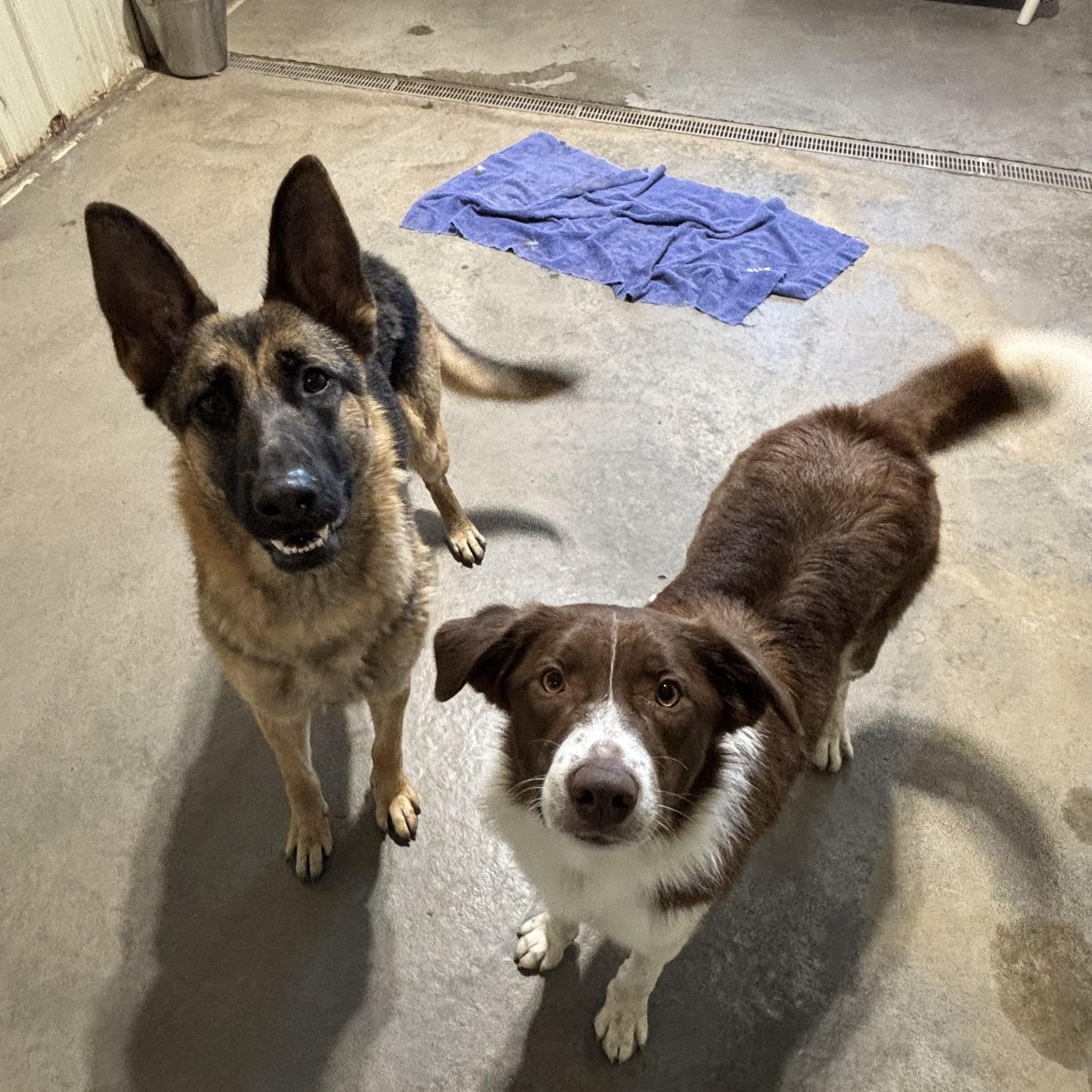 Enlarge Kasper *BONDED W/ KARMA, a Adoptable mixed breed in Jamestown, ND image 5/5