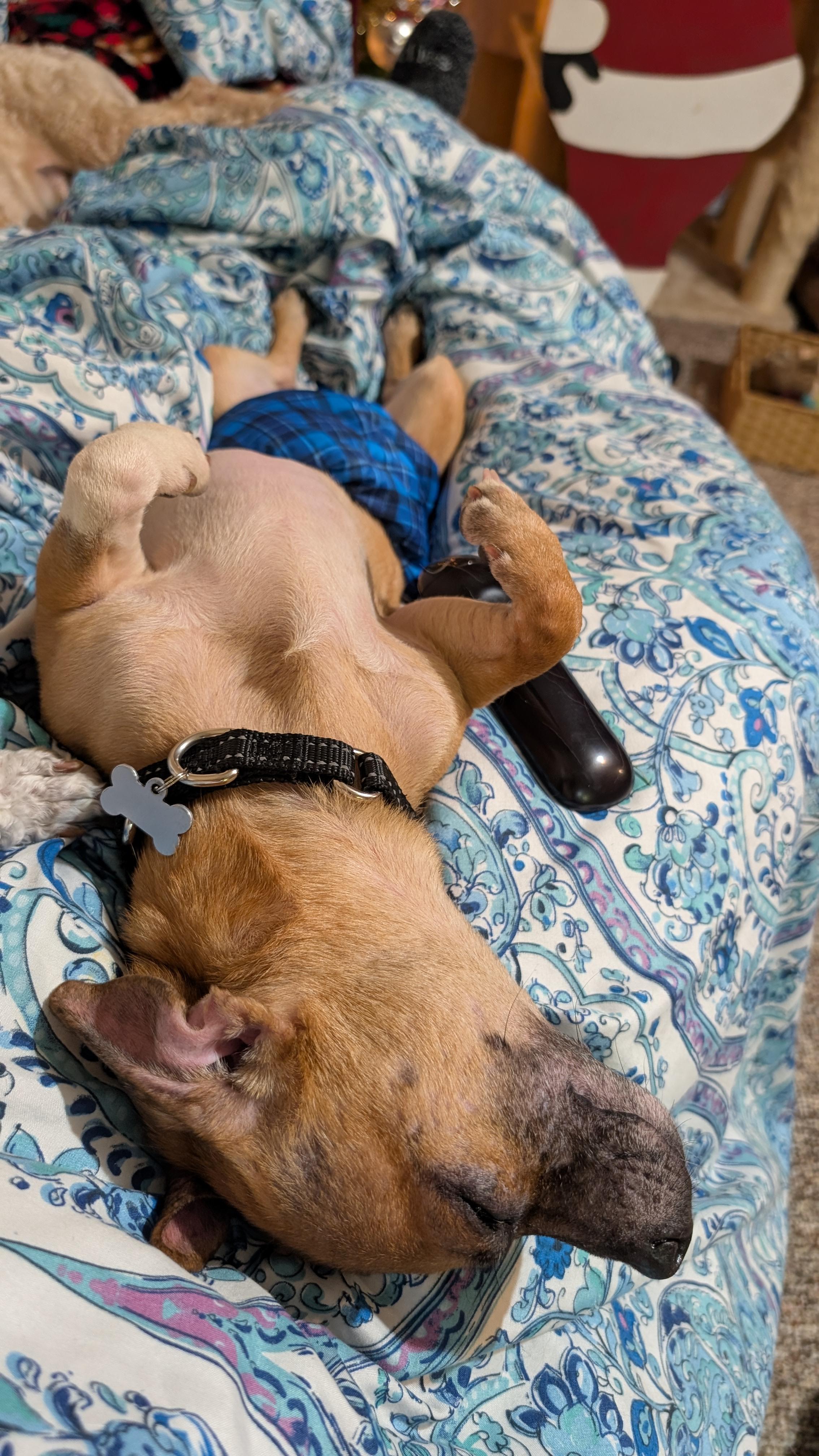 Butterball Turkey, adopted, Adult Male Chihuahua.