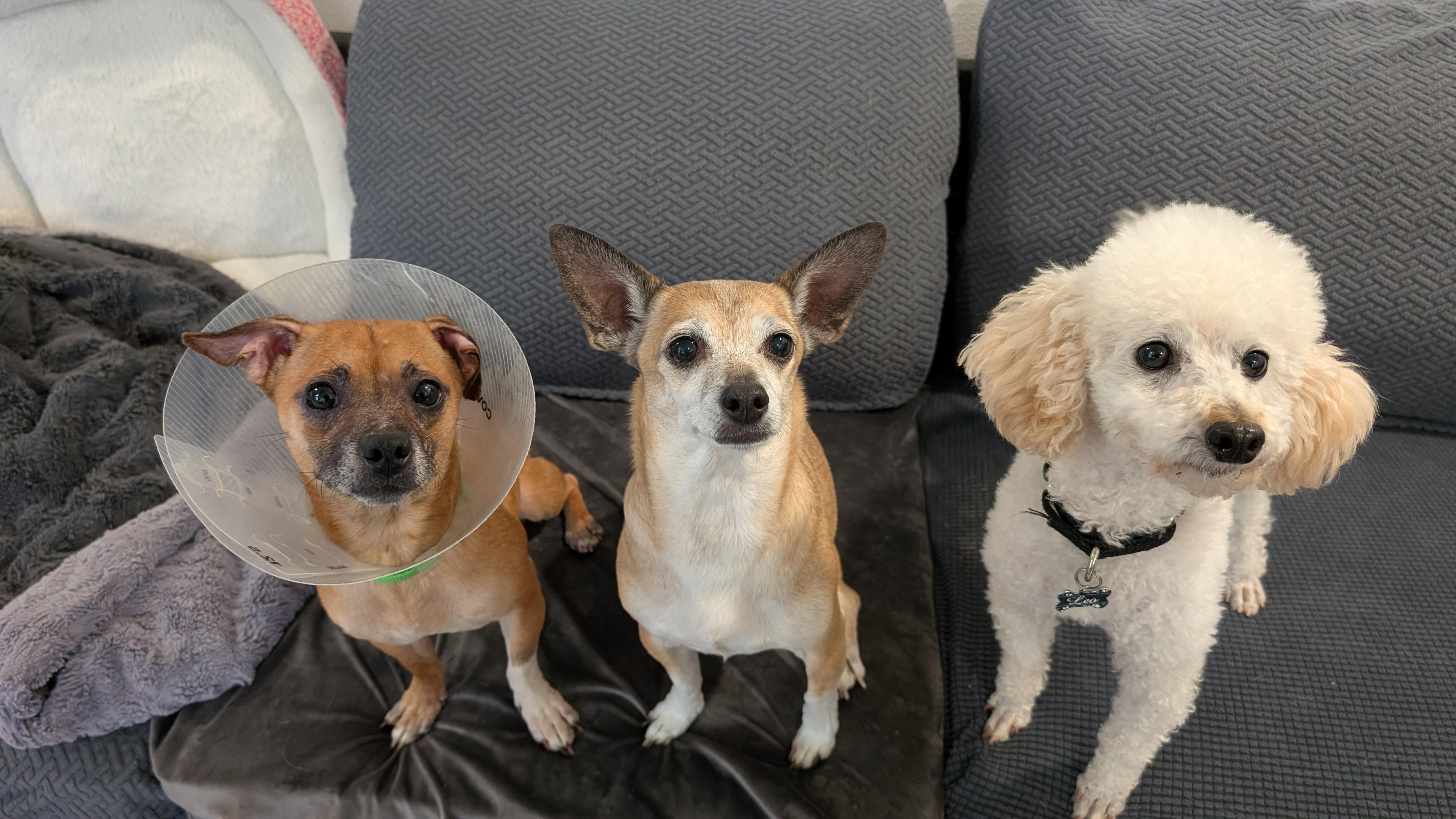 Enlarge Butterball Turkey, an adopted mixed breed in Sturgis, MI image 2/6