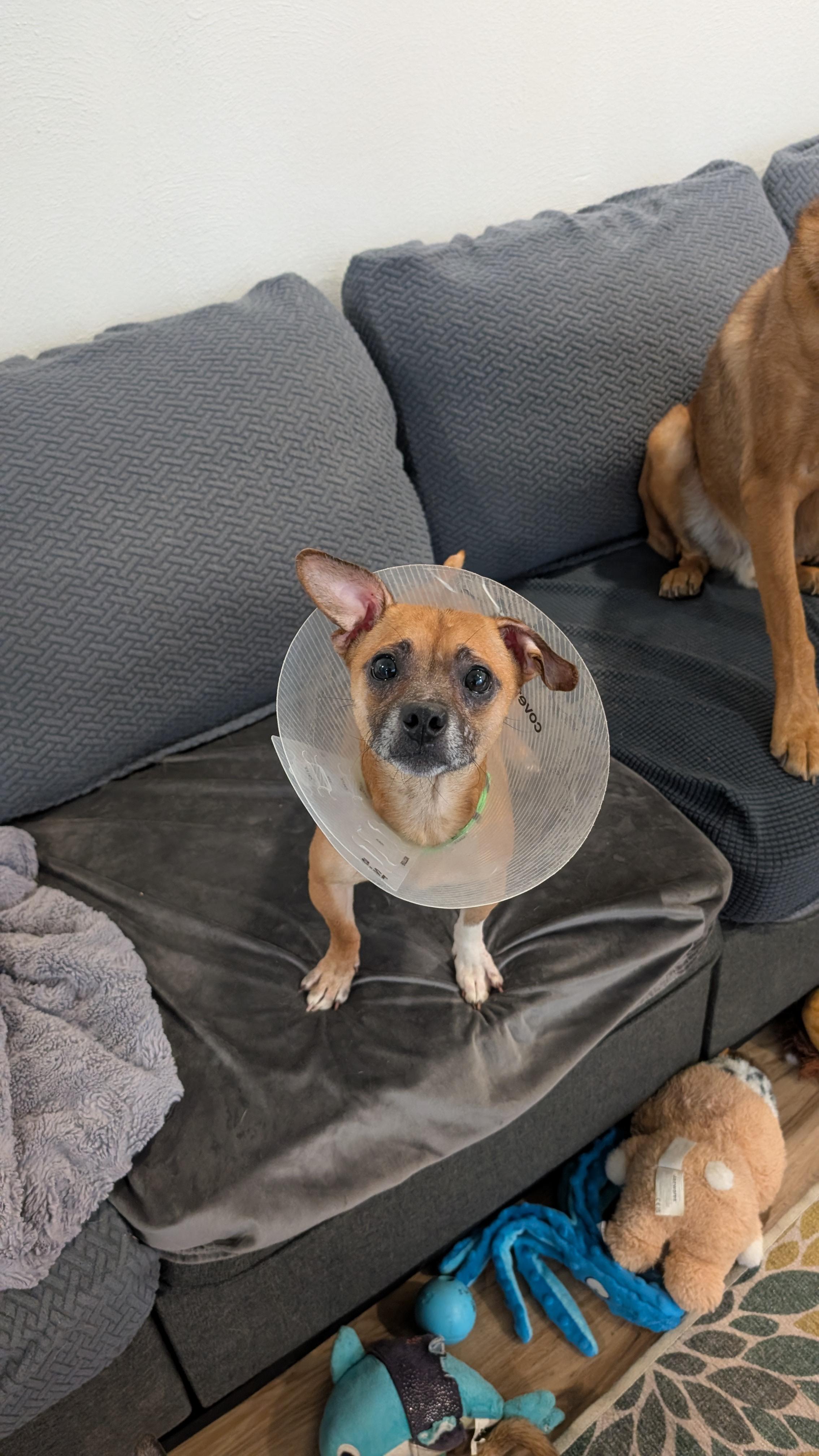 Enlarge Butterball Turkey, an adopted mixed breed in Sturgis, MI image 5/6
