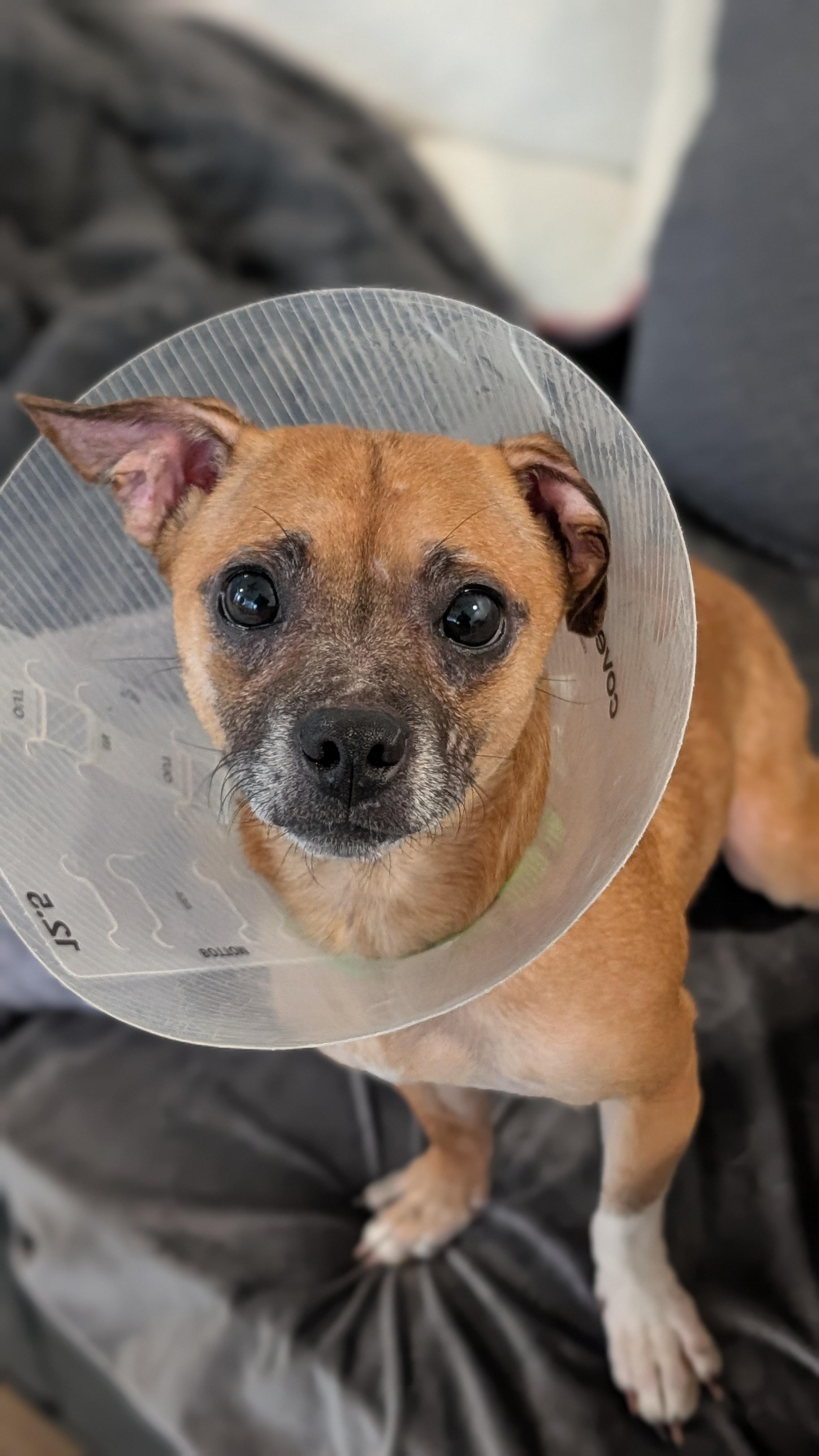 Enlarge Butterball Turkey, an adopted mixed breed in Sturgis, MI image 6/6