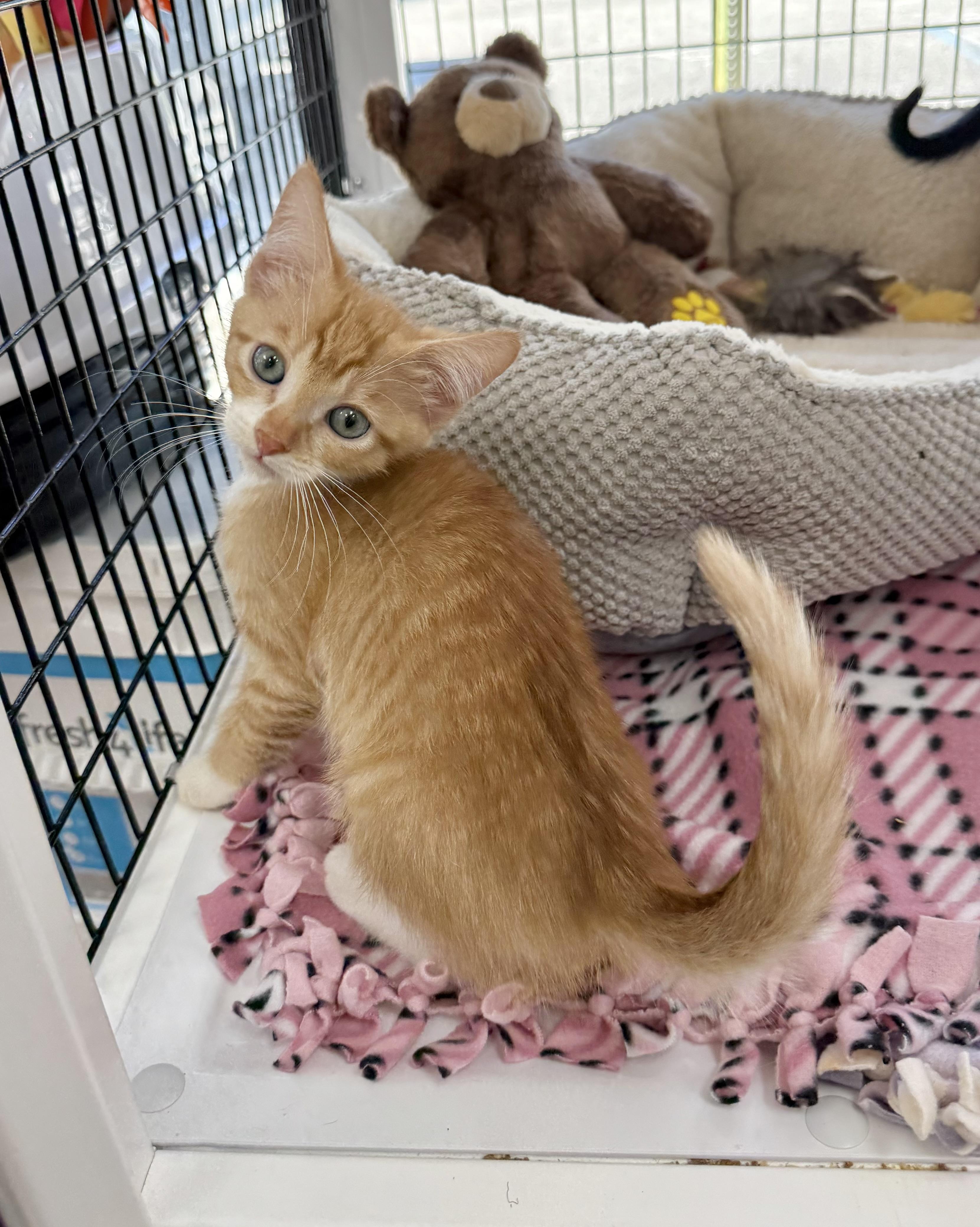 Gnocchi, Adoptable, Kitten Male Tabby.