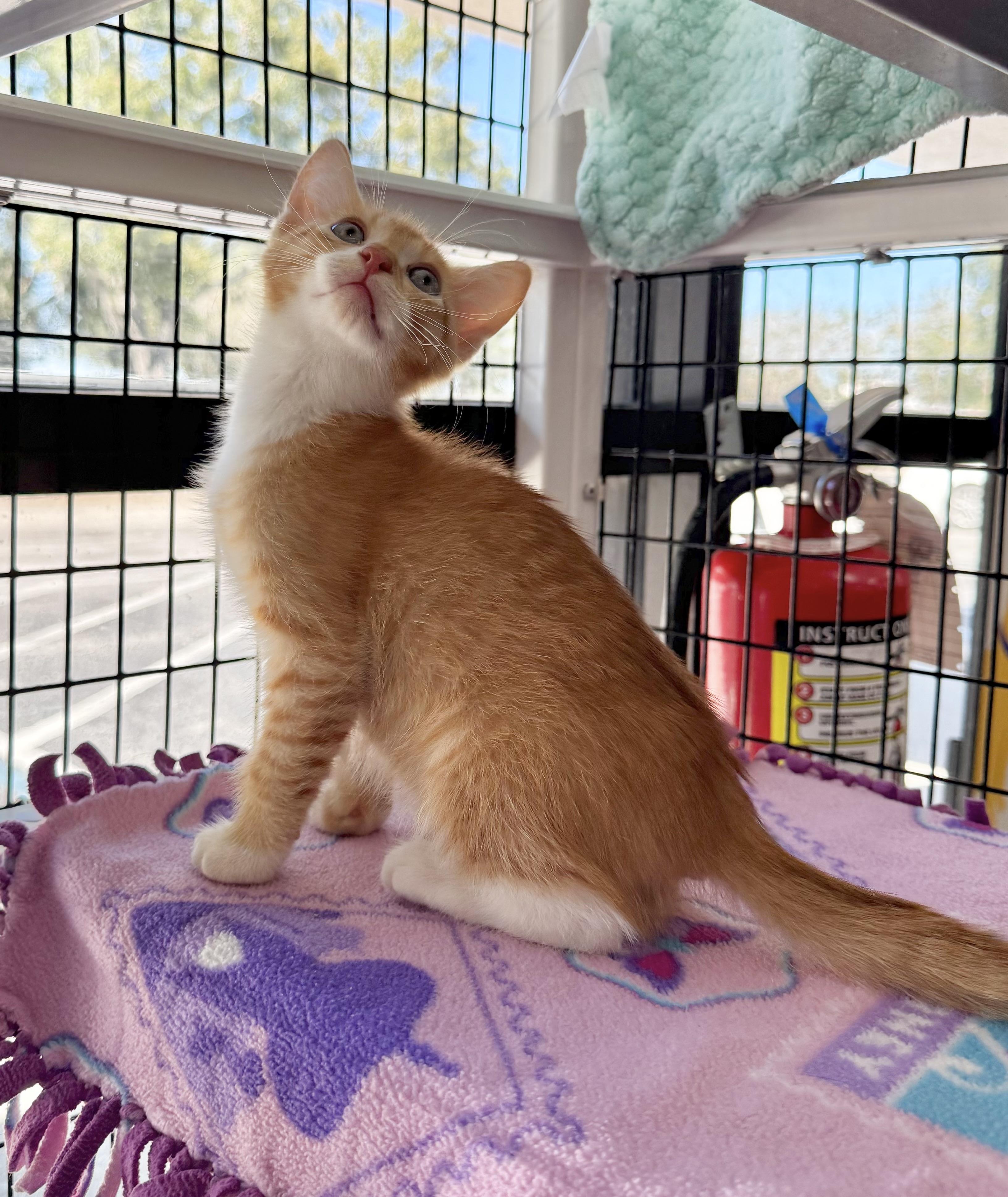 Enlarge Gnocchi, a Adoptable Tabby in Tavares, FL image 3/6