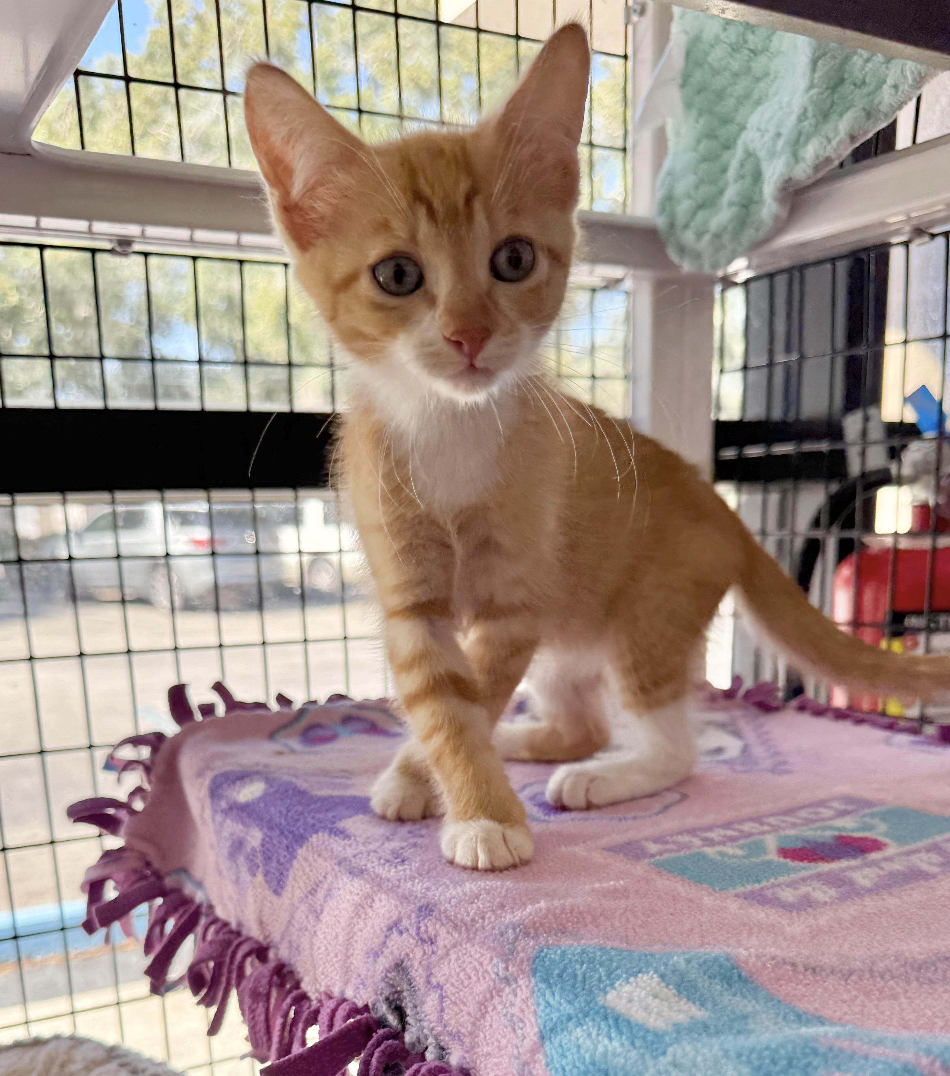 Enlarge Gnocchi, a Adoptable Tabby in Tavares, FL image 5/6