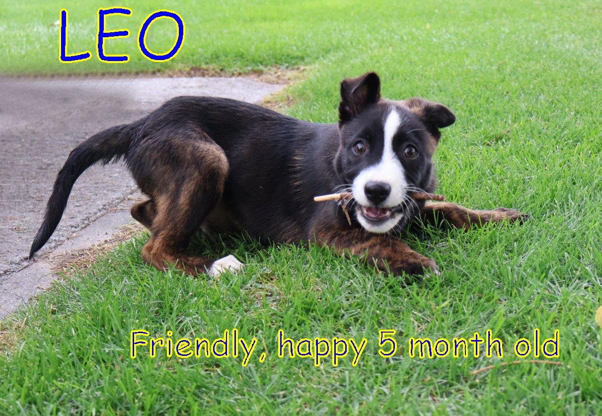 Enlarge LEO, a Adopted mixed breed in Jerome, ID image 4/5