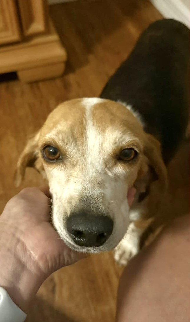 Puck, Adoptable, Young Male Beagle.
