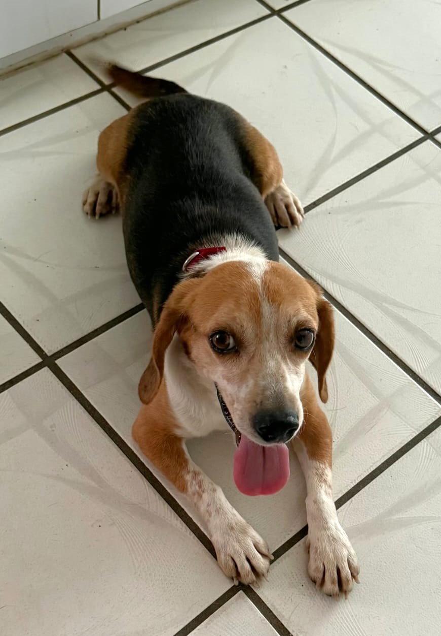 Puck, a Adoptable Beagle in Dunnellon, FL image 2/3