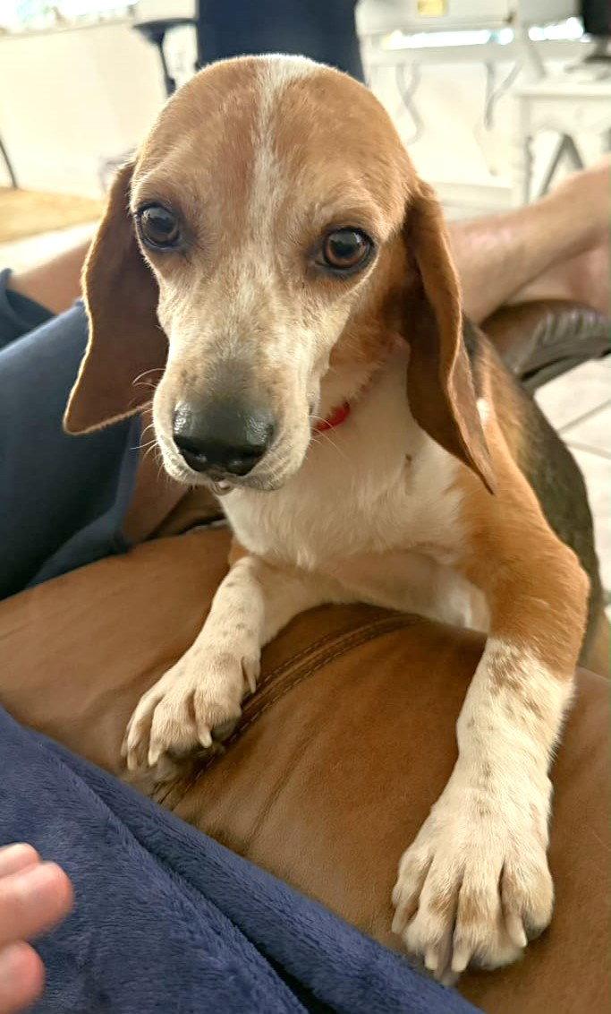Puck, a Adoptable Beagle in Dunnellon, FL image 3/3