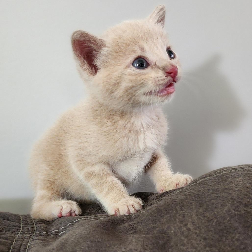 Simba, Adoptable, Kitten Male Domestic Short Hair.