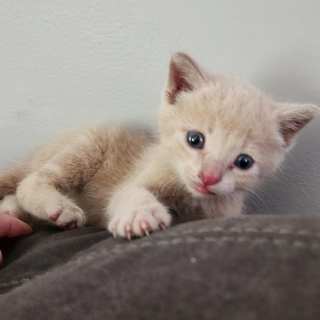 Enlarge Simba, a Adoptable Domestic Short Hair in Centerville, TN image 2/4