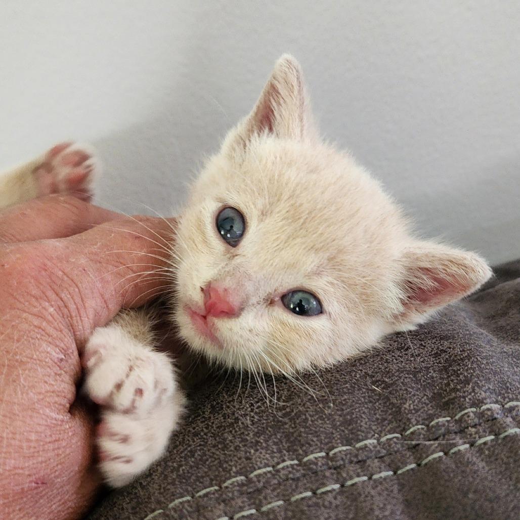 Enlarge Simba, a Adoptable Domestic Short Hair in Centerville, TN image 3/4