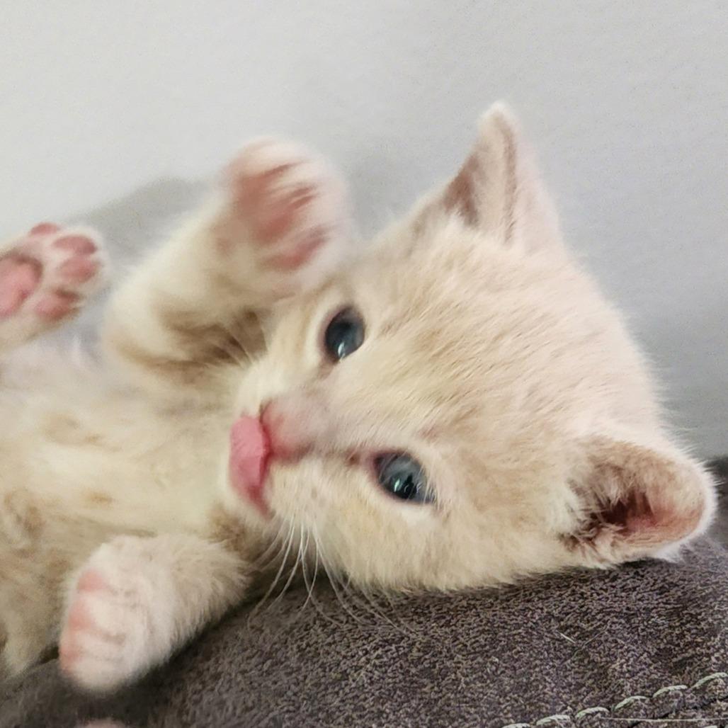 Enlarge Simba, a Adoptable Domestic Short Hair in Centerville, TN image 4/4