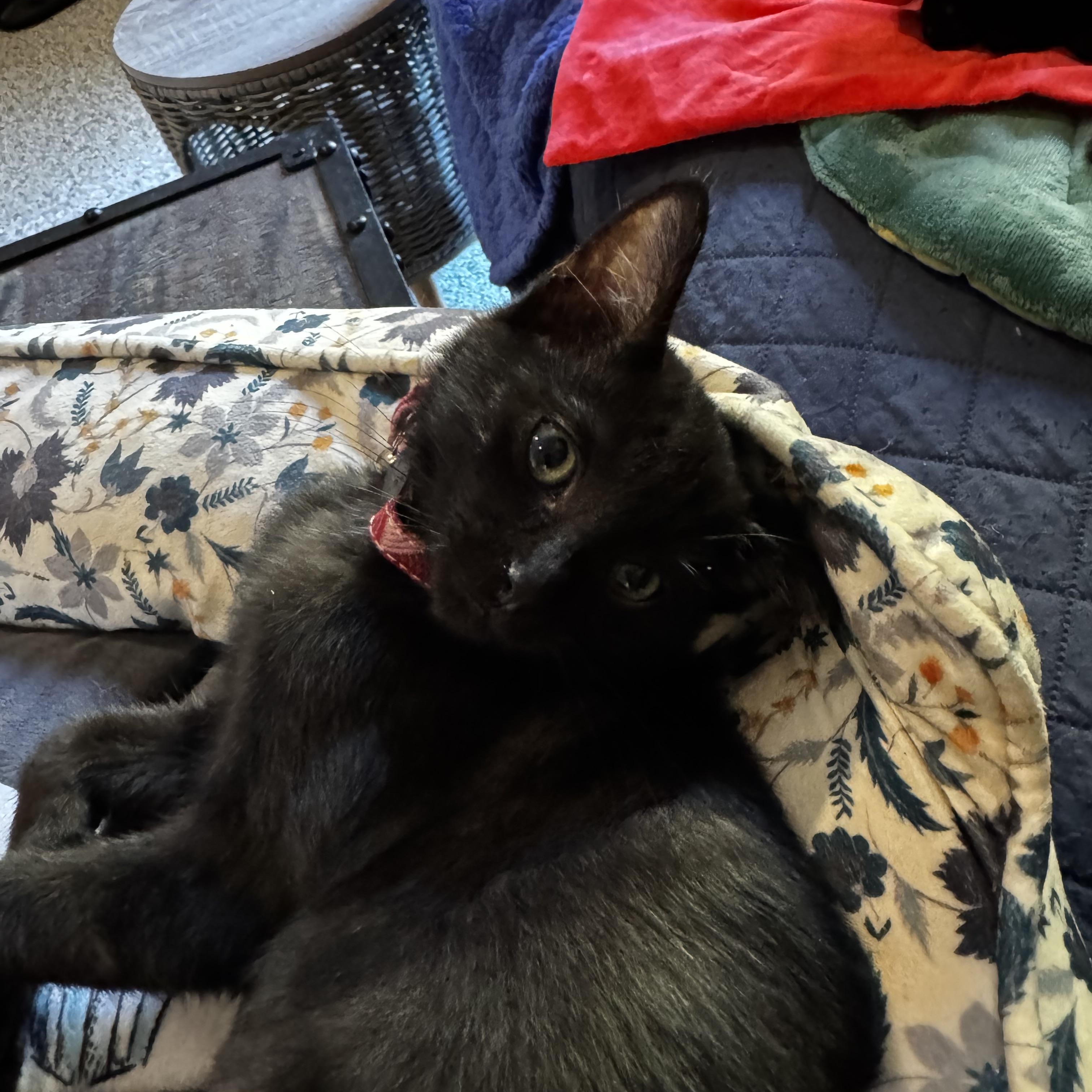 Enlarge Pippin Joy, a ADOPTABLE American Shorthair in Sunset Valley, TX image 3/5