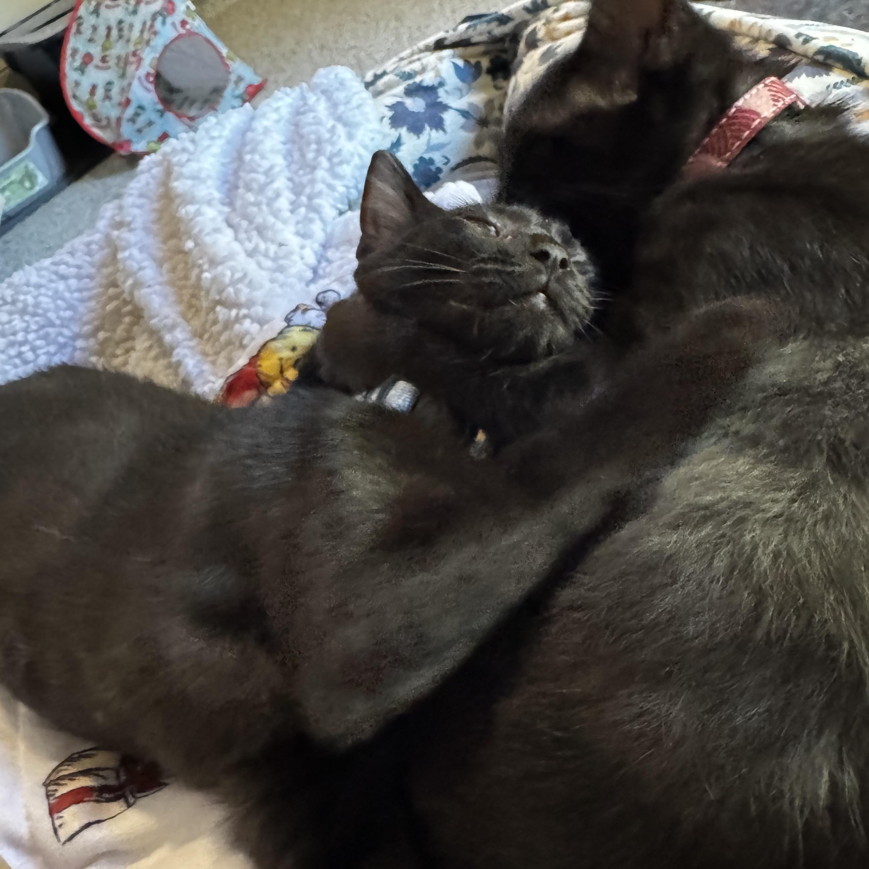 Enlarge Pippin Joy, a ADOPTABLE American Shorthair in Sunset Valley, TX image 4/5