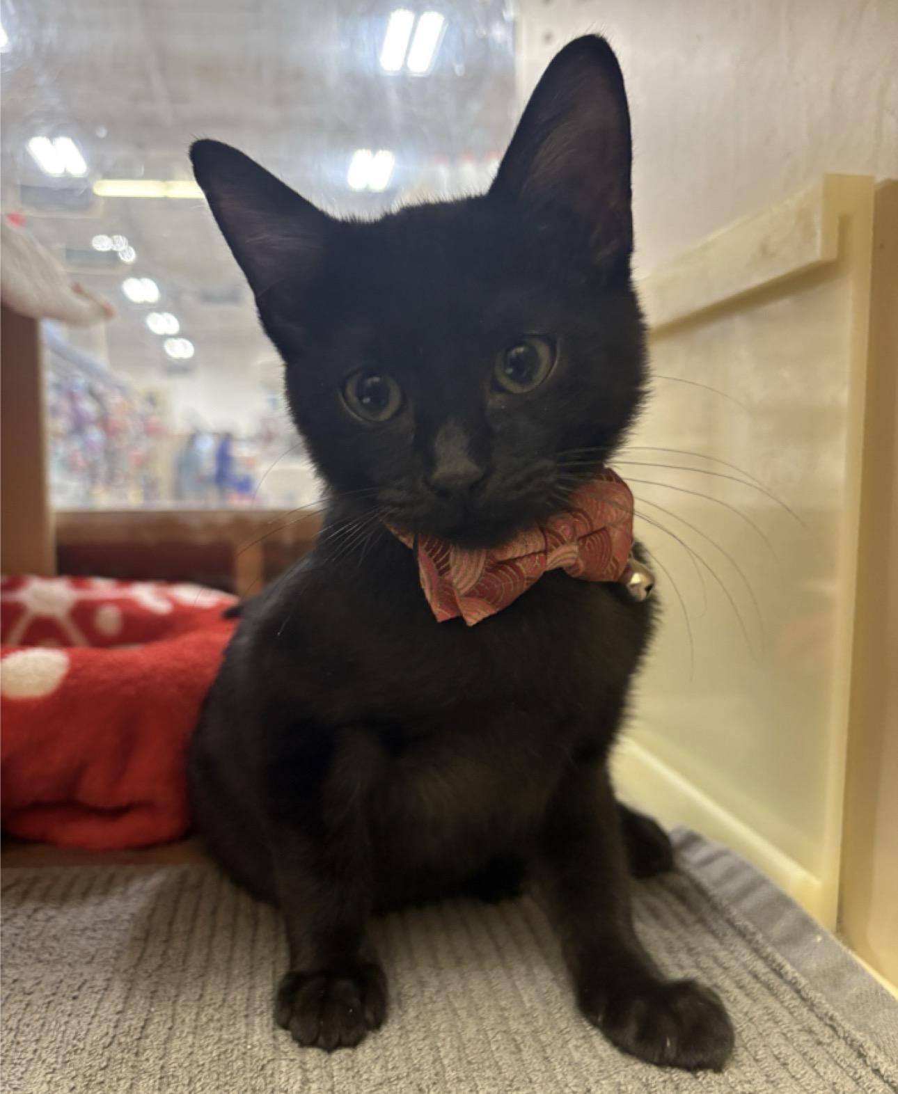 Pippin Joy, ADOPTABLE, Kitten Female American Shorthair.