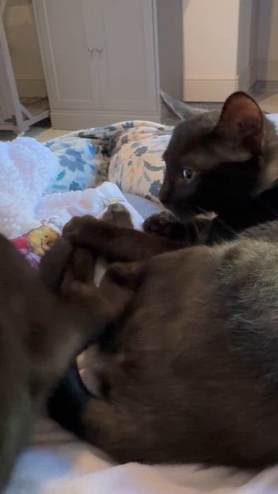 Enlarge Pippin Joy, a ADOPTABLE American Shorthair in Sunset Valley, TX video 5/5