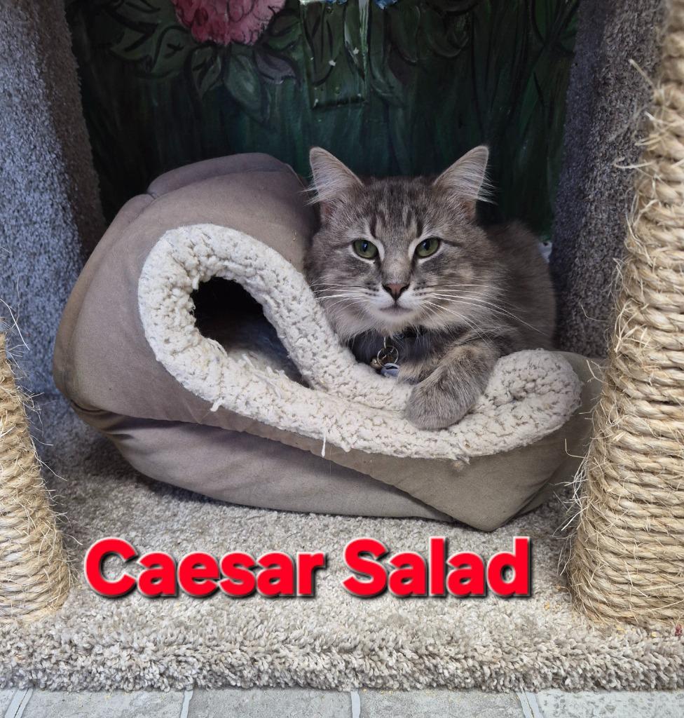 Caesar Salad, Adoptable, Young Male Domestic Medium Hair.