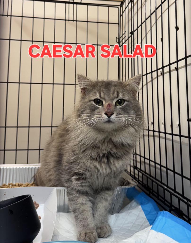 Enlarge Caesar Salad, a Adoptable mixed breed in Rome, GA image 2/2