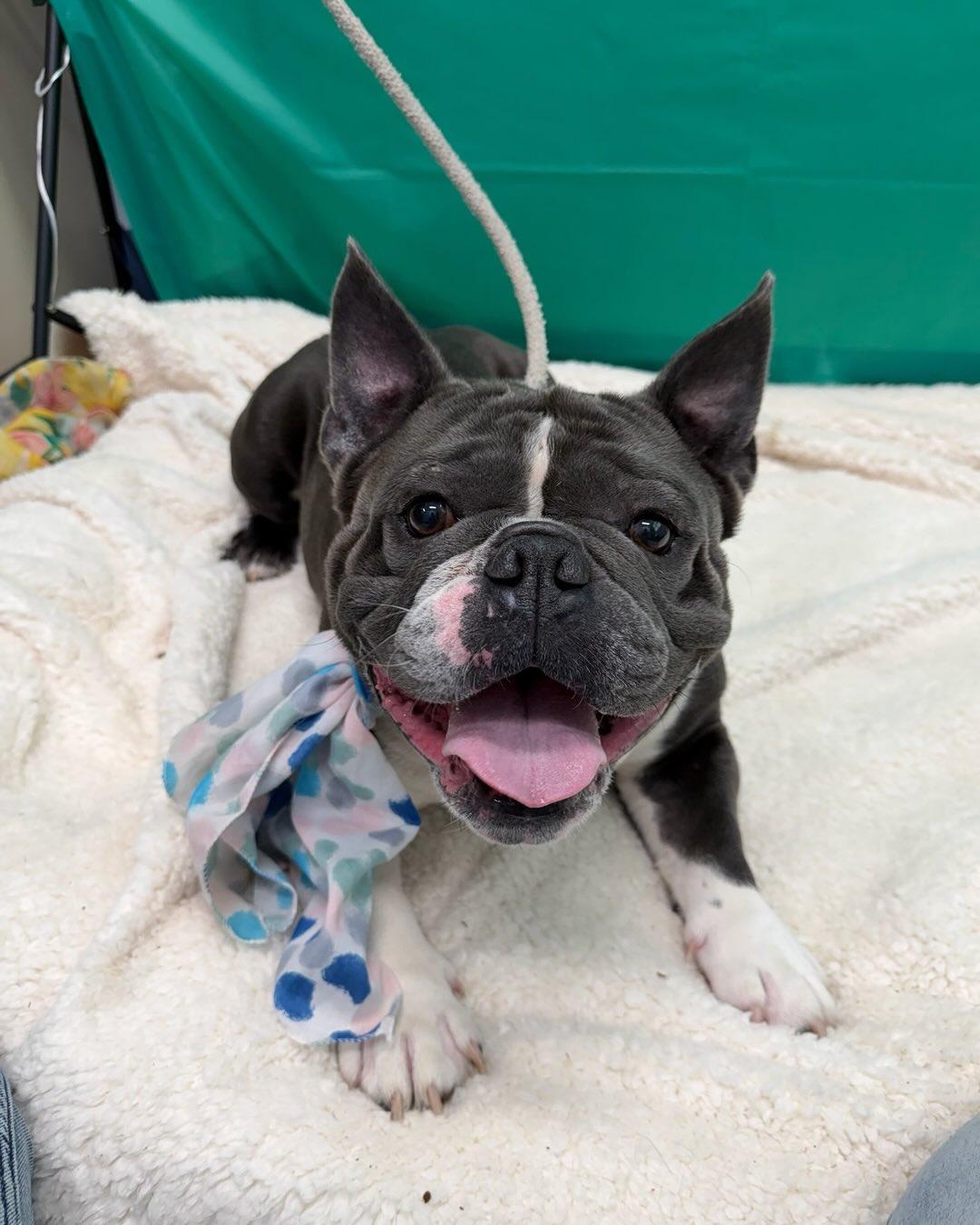 Enlarge Bowser Tag 628, a ADOPTABLE mixed breed in Central Islip, NY image 1/2
