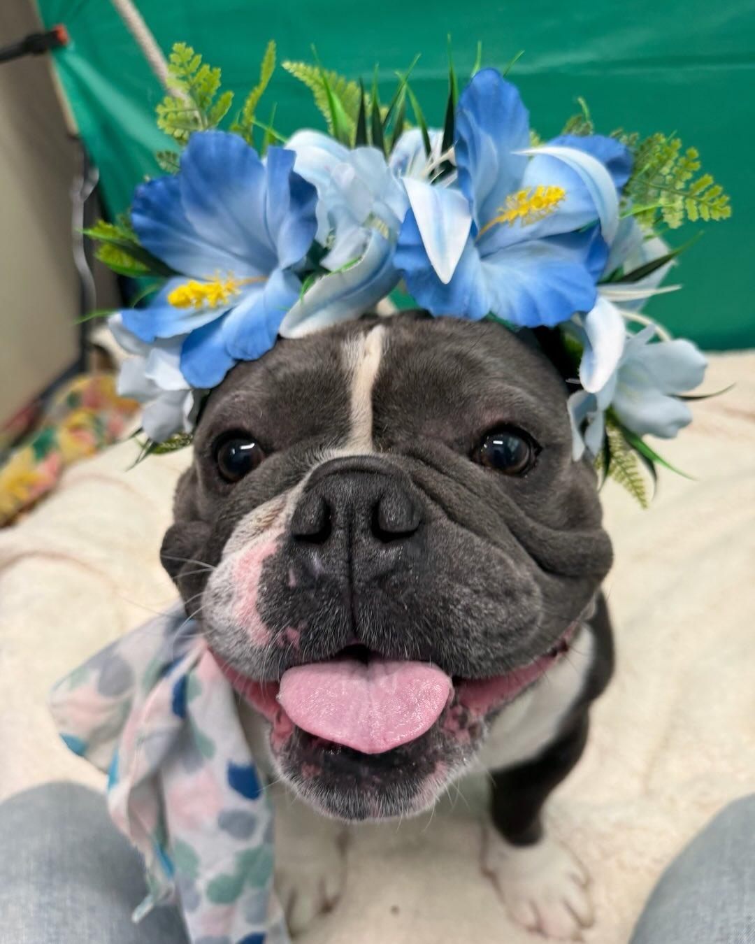 Enlarge Bowser Tag 628, a ADOPTABLE mixed breed in Central Islip, NY image 2/2