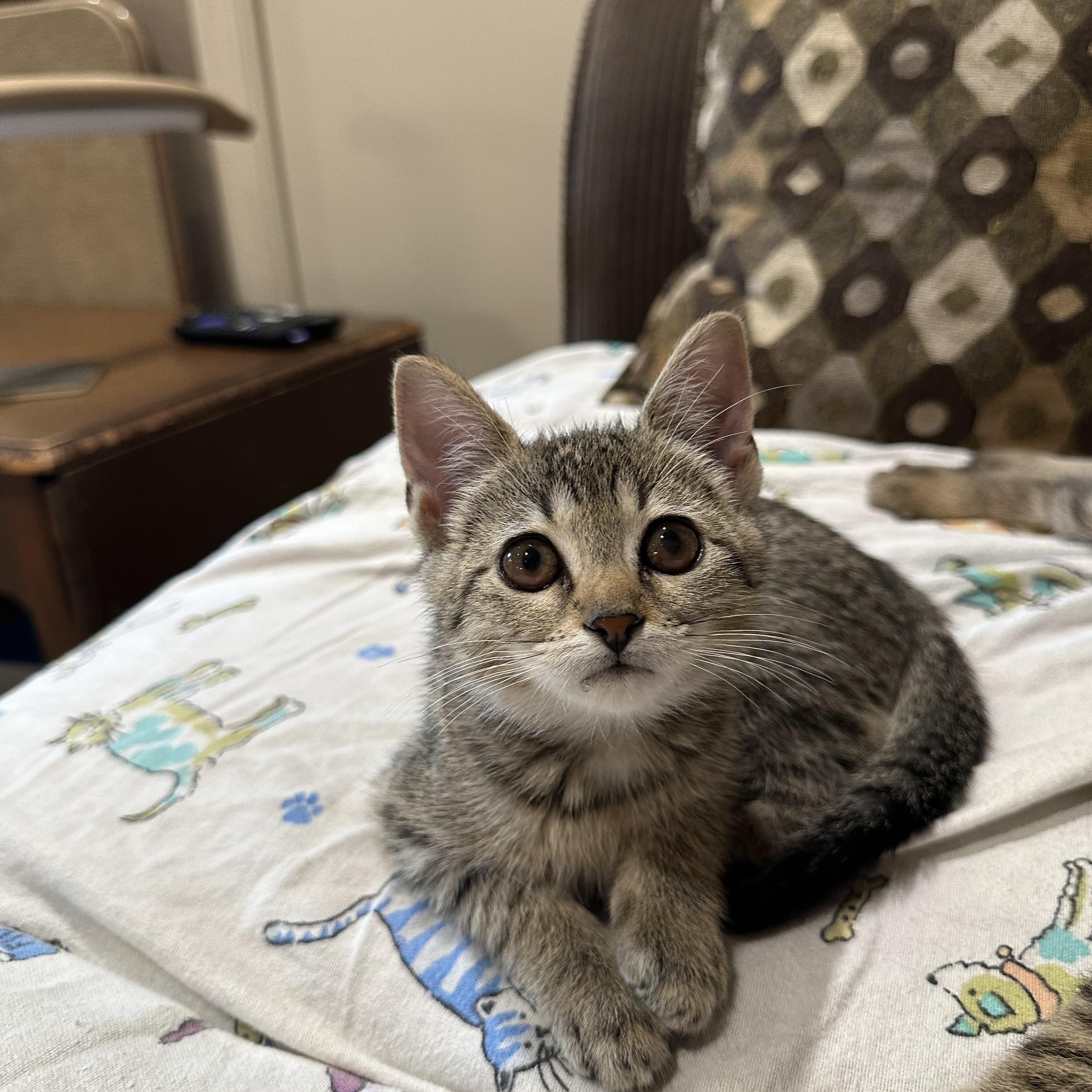 Poppy, Adoptable, Kitten Female Domestic Short Hair.