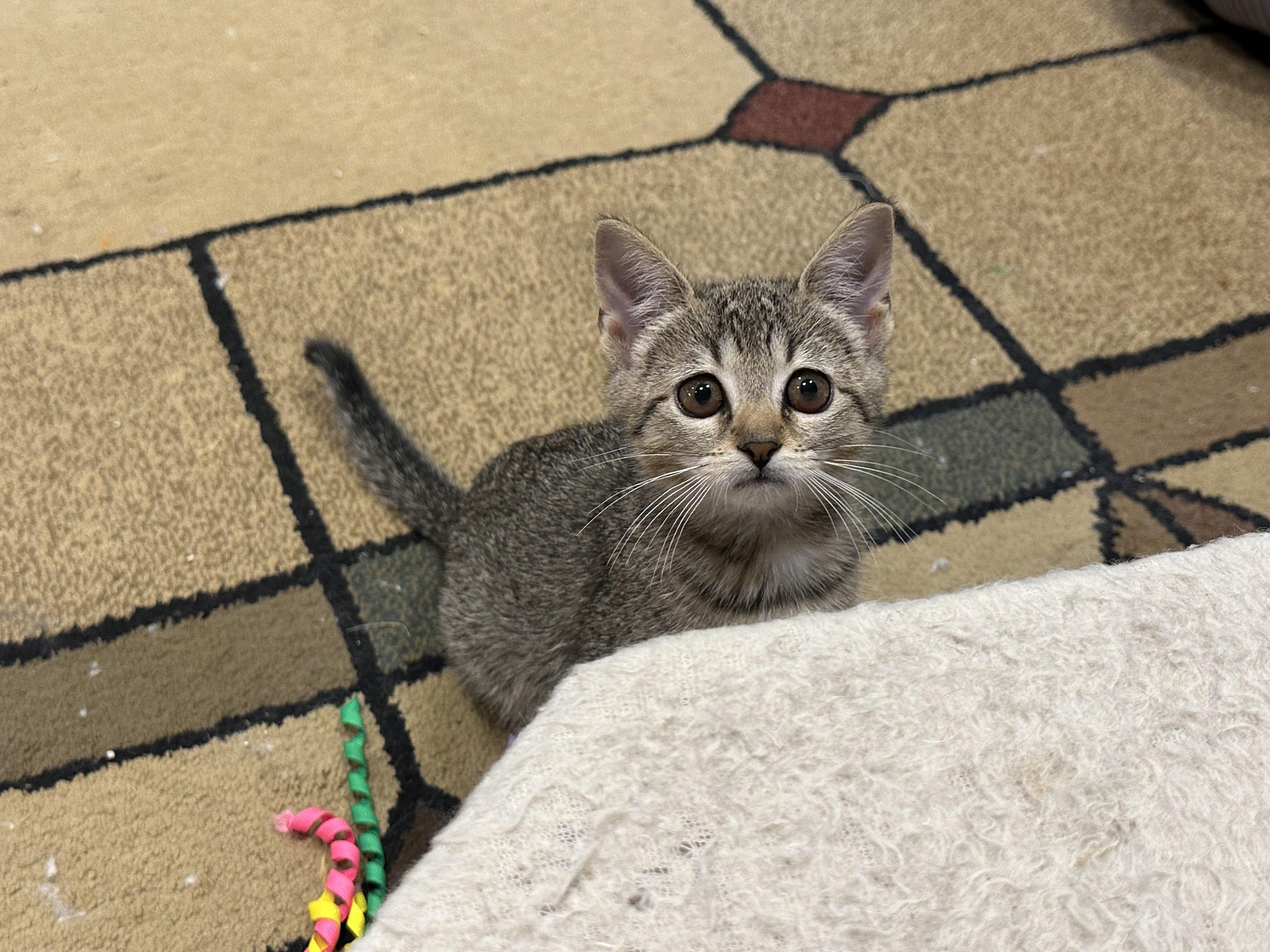 Poppy, a Adoptable Domestic Short Hair in Beltsville, MD image 2/5