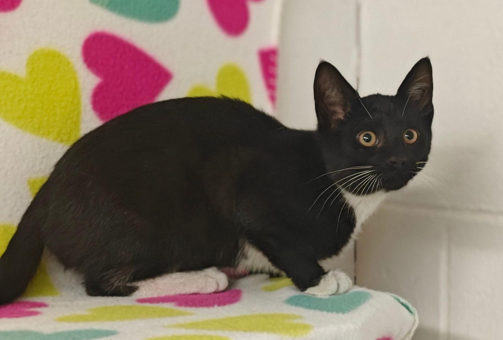 Romeo 26/051, Adoptable, Kitten Male Domestic Short Hair.