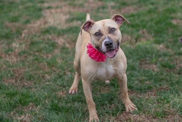 PIPPA, Adoptable, Young Female American Staffordshire Terrier.