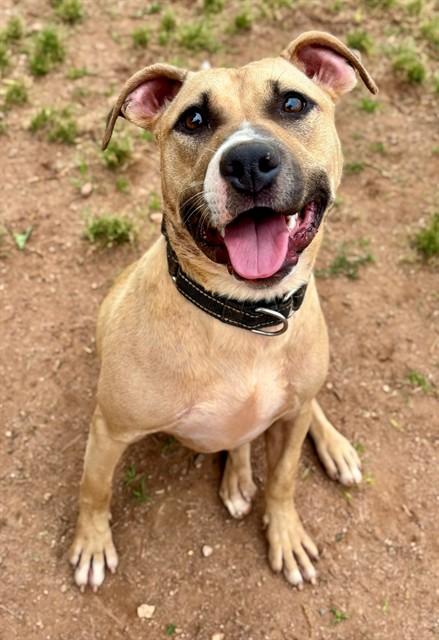 PIPPA, Adoptable, Young Female American Staffordshire Terrier.