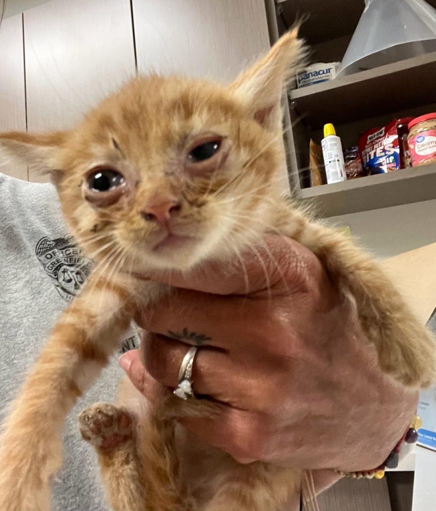 Thackery, a Adoptable mixed breed in Greenfield, IN image 2/2