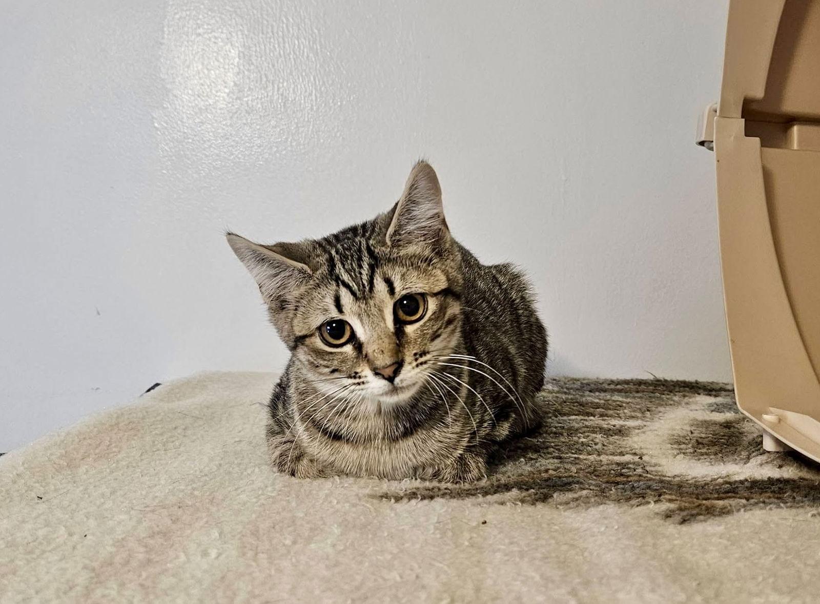 Forest, Adoptable, Kitten Male Domestic Short Hair.