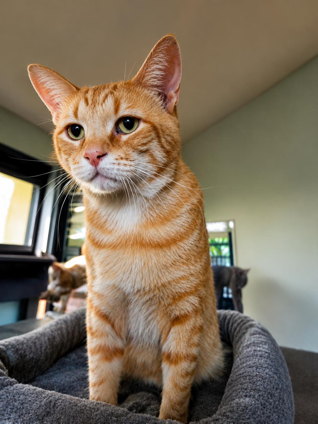 Enlarge Cheddar, a ADOPTABLE Domestic Short Hair in Scottsdale, AZ image 3/4