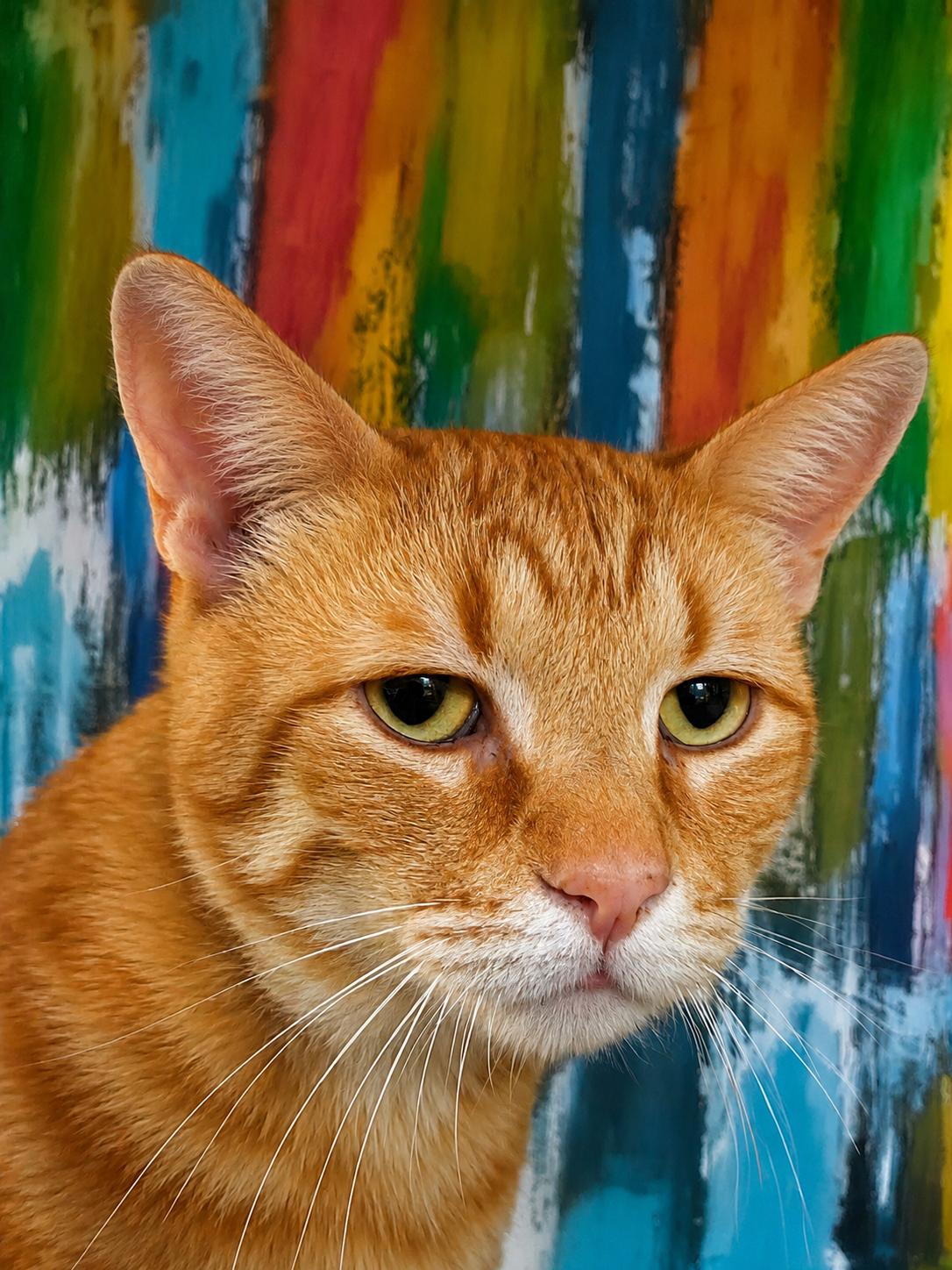 Cheddar, ADOPTABLE, Adult Male Domestic Short Hair.