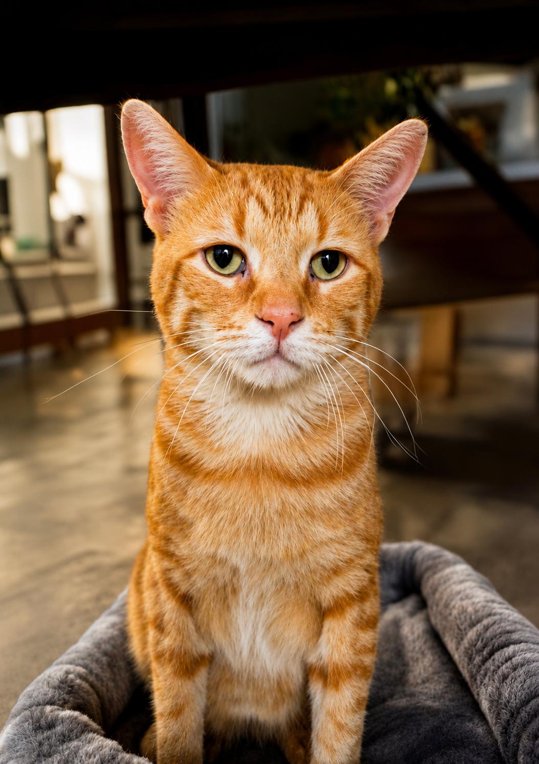Enlarge Cheddar, a ADOPTABLE Domestic Short Hair in Scottsdale, AZ image 2/4