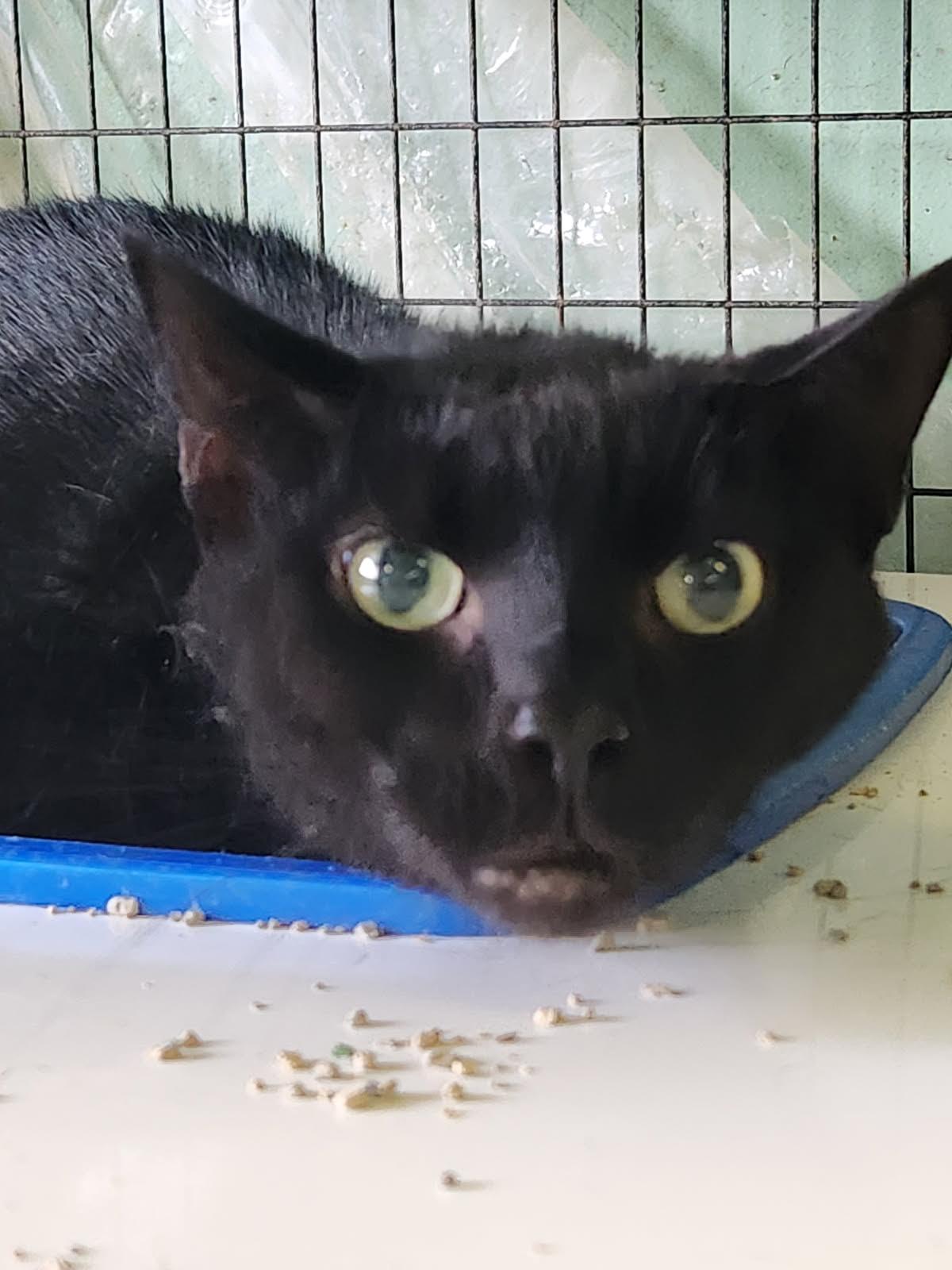 Chester, Adoptable, Adult Male Domestic Short Hair.