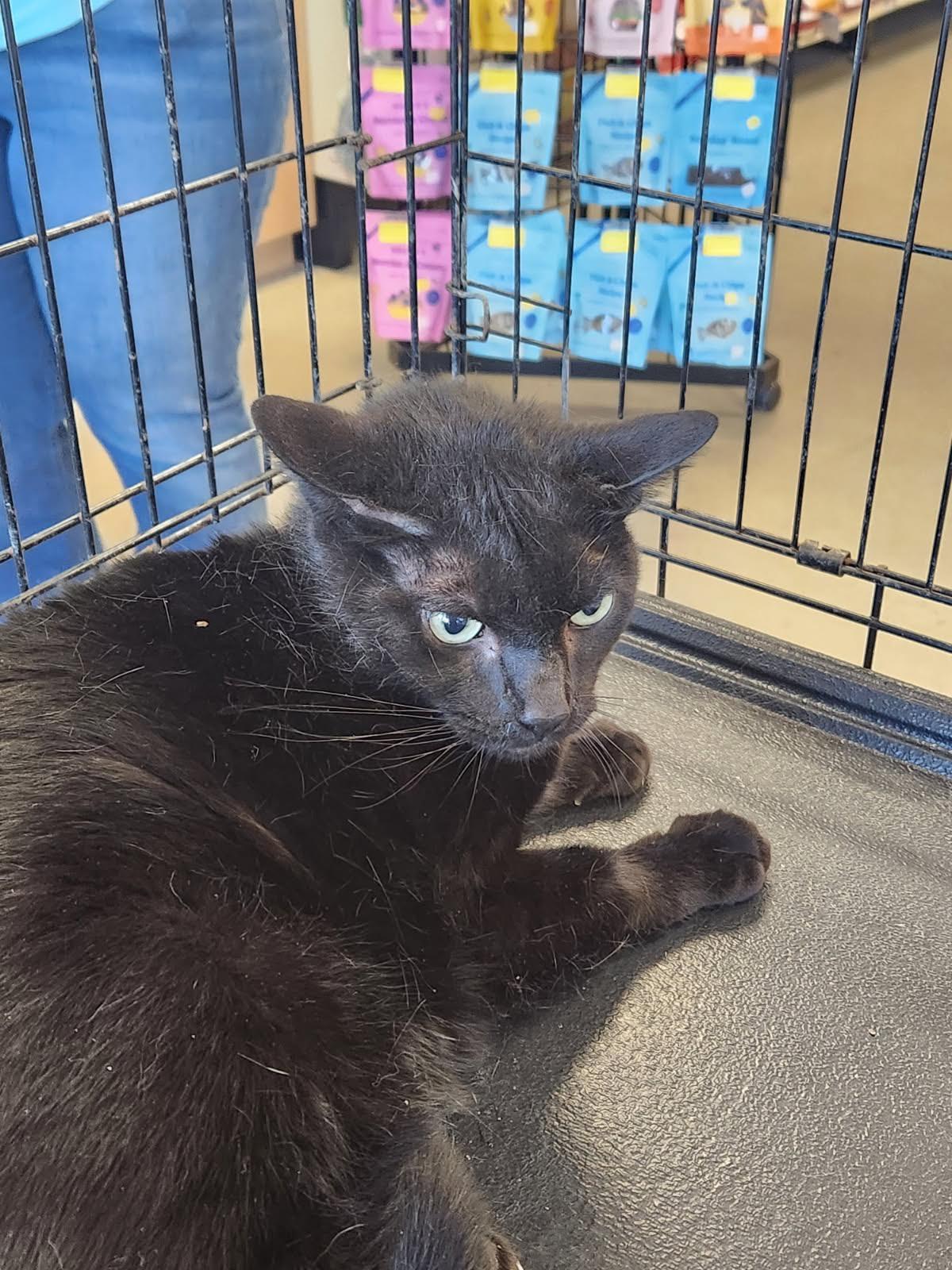 Chester, a Adoptable mixed breed in Crossville, TN image 2/3