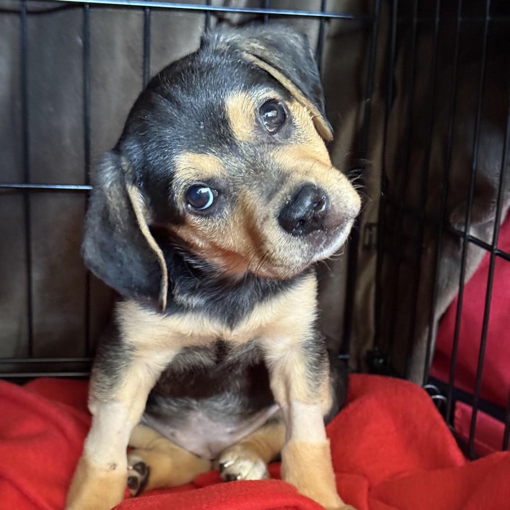 Small Fry  Moe thumbnail 3